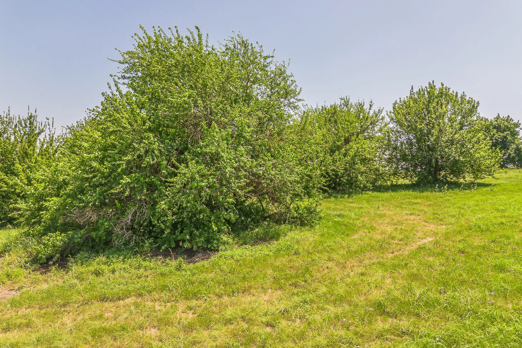 Unimproved Land For Sale in Wise County , 368 Private Road 4443, Rhome, Texas 76078, 0, 0, Garage spaces, 0 Sqft, built in 0, mls#21274759, Real Estate Agent in Rhome, Homes For Sale in Wise county, Homes For Sale in Rhome, Realtor in Rhome Texas, Real Estate Brokerage Independent Realty Texas, Luminita Cordes Realtor
