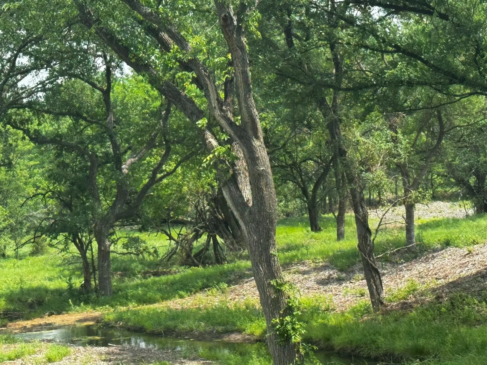 Unimproved Land For Sale in Grayson County , TBD State Hwy 56 State Hwy 56, Whitesboro, Texas 76273, 0, 0, Garage spaces, 0 Sqft, built in 0, Price $599,000, mls#21278872, Real Estate Agent in Whitesboro, Homes For Sale in Grayson county, Homes For Sale in Whitesboro, Realtor in Whitesboro Texas, Real Estate Brokerage Independent Realty Texas, Luminita Cordes Realtor