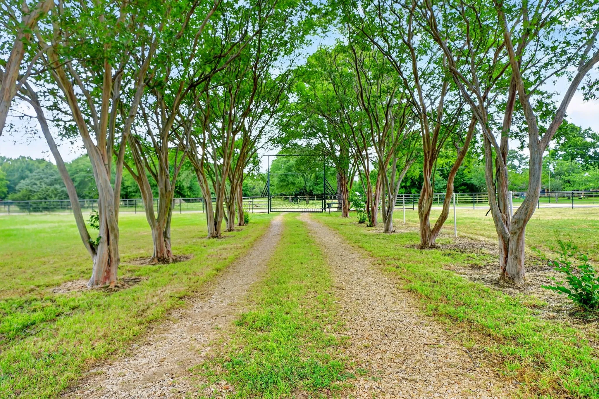 Gravel drive lined with established trees, leading to a metal gate
