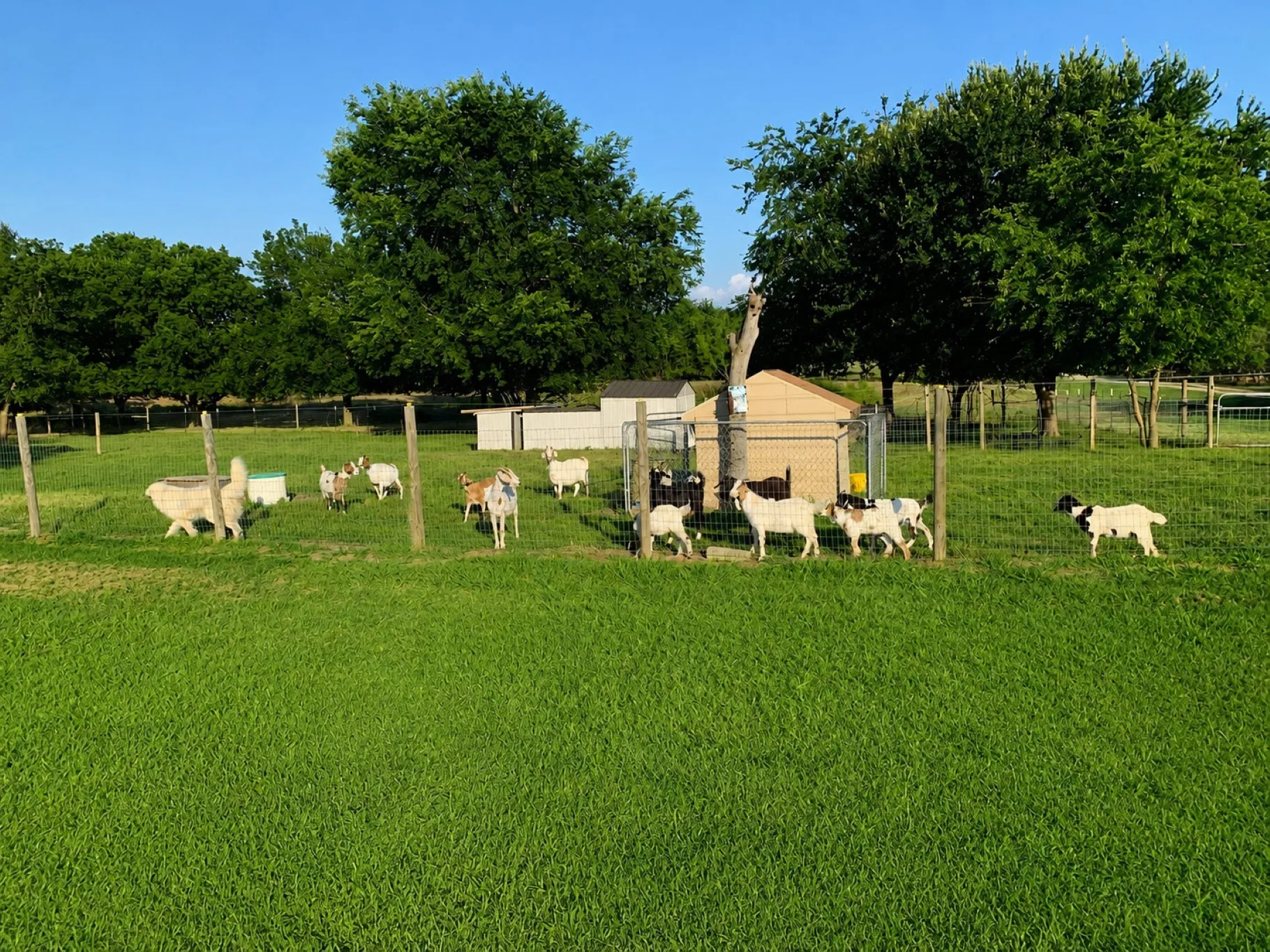 working goat farm.  Animals and farm equipment available for additional purchase.