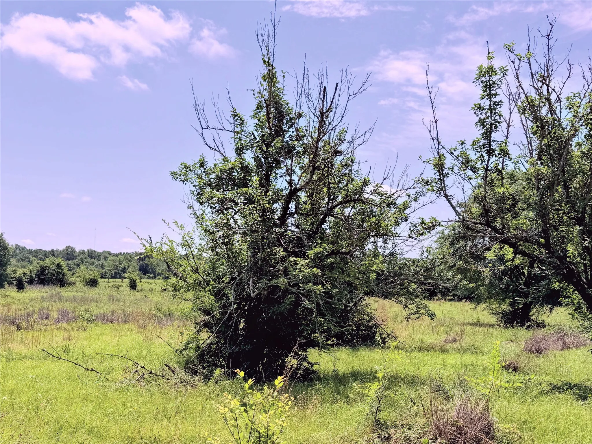 Unimproved Land For Sale in Limestone County , 3 Acres LCR 864, Jewett, Texas 75846, 0, 0, Garage spaces, 0 Sqft, built in 0, mls#21278968, Real Estate Agent in Jewett, Homes For Sale in Limestone county, Homes For Sale in Jewett, Realtor in Jewett Texas, Real Estate Brokerage Independent Realty Texas, Luminita Cordes Realtor