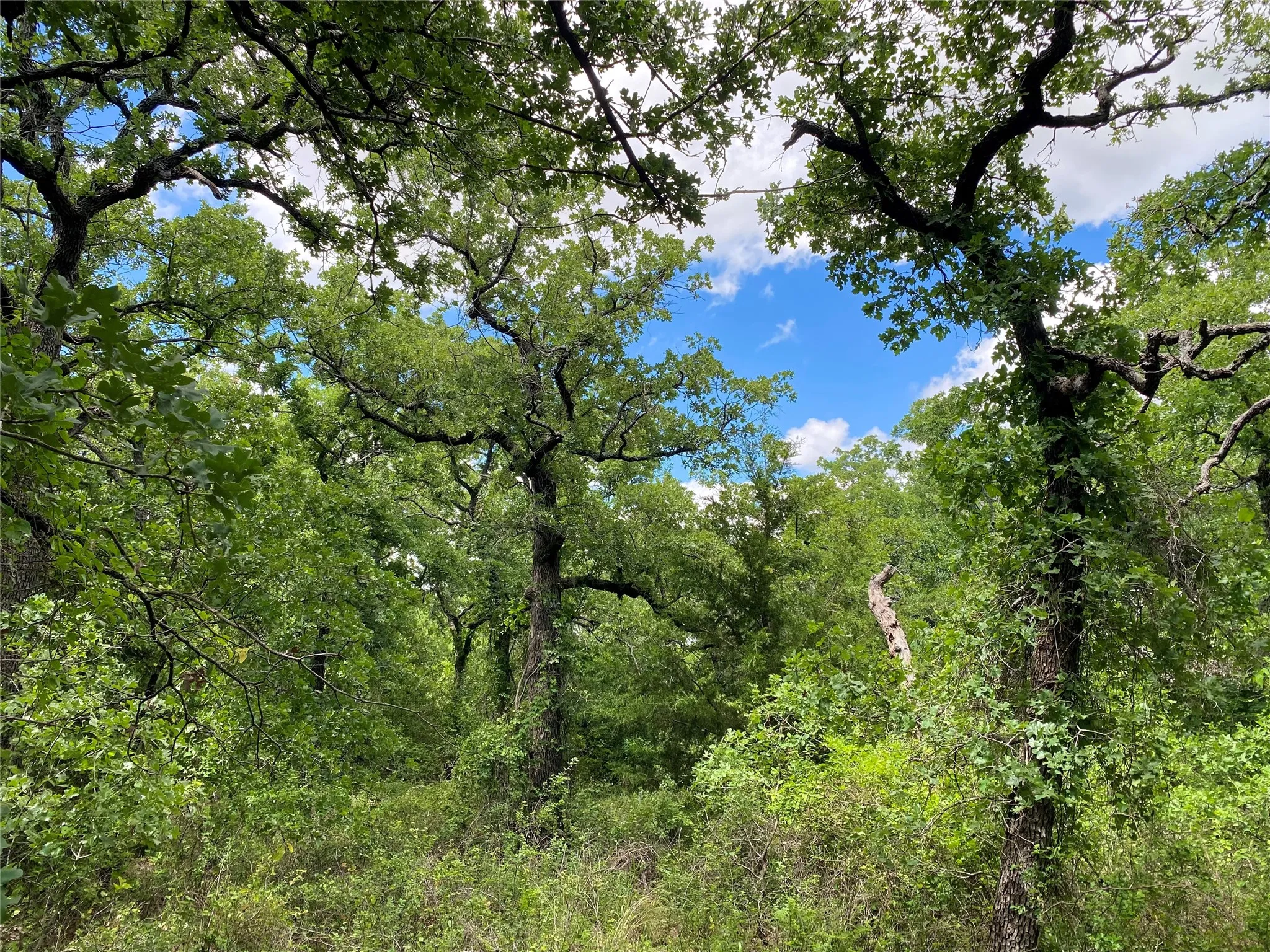 Unimproved Land For Sale in Montague County , 106 Hondo Drive, Nocona, Texas 76255, 0, 0, Garage spaces, 0 Sqft, built in 0, Price $85,000, mls#21279319, Real Estate Agent in Nocona, Homes For Sale in Montague county, Homes For Sale in Nocona, Realtor in Nocona Texas, Real Estate Brokerage Independent Realty Texas, Luminita Cordes Realtor