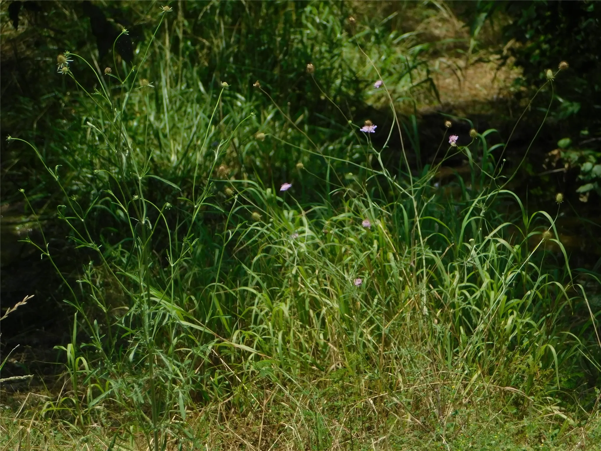 Improved Land For Sale in Hunt County , TBD Fm-272, Celeste, Texas 75423, 0, 0, Garage spaces, 0 Sqft, built in 0, Price $450,000, mls#21279371, Real Estate Agent in Celeste, Homes For Sale in Hunt county, Homes For Sale in Celeste, Realtor in Celeste Texas, Real Estate Brokerage Independent Realty Texas, Luminita Cordes Realtor