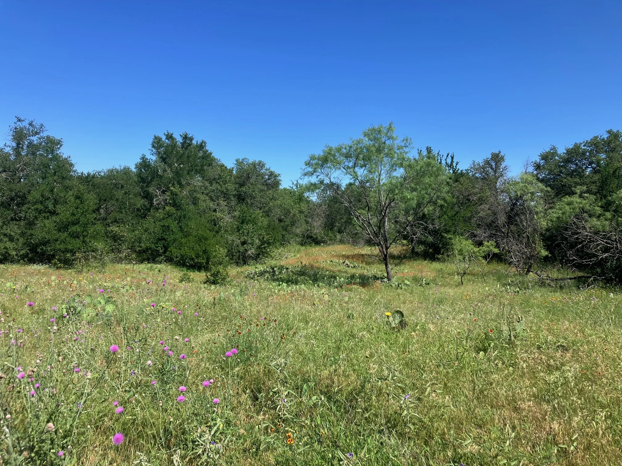 Ranch For Sale in Comanche County , 92.195 Acres TBD County Road 434, De Leon, Texas 76446, 0, 0, Garage spaces, 0 Sqft, built in 0, Price $898,901, mls#21279339, Real Estate Agent in De Leon, Homes For Sale in Comanche county, Homes For Sale in De Leon, Realtor in De Leon Texas, Real Estate Brokerage Independent Realty Texas, Luminita Cordes Realtor