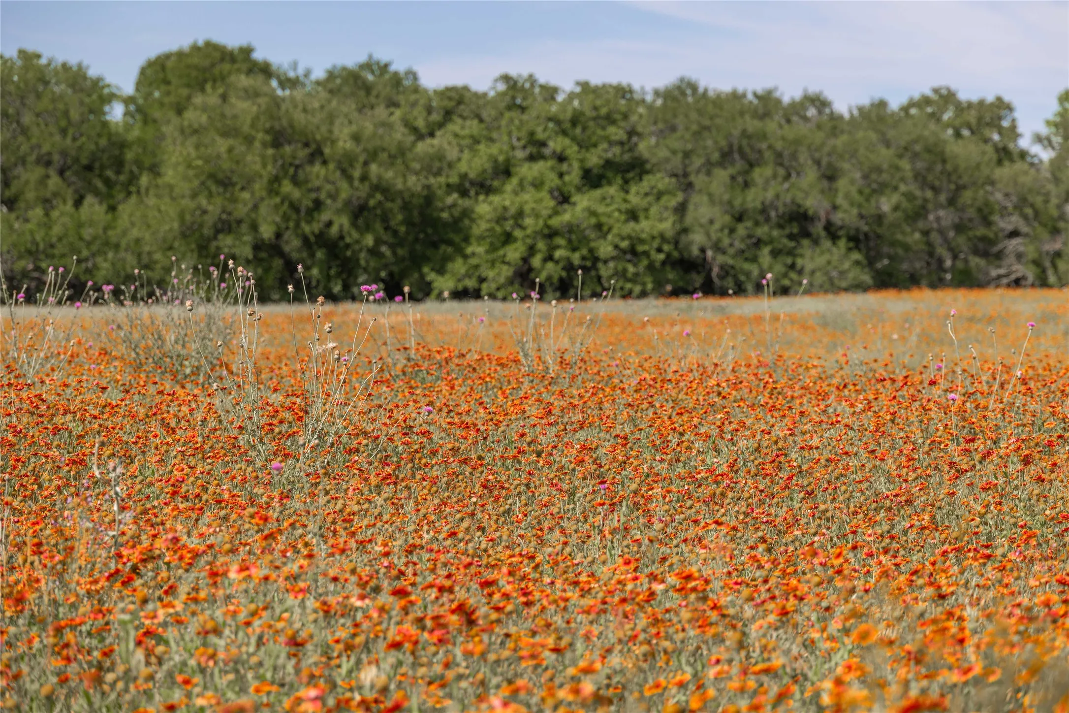 Ranch For Sale in Comanche County , 92.195 Acres TBD County Road 434, De Leon, Texas 76446, 0, 0, Garage spaces, 0 Sqft, built in 0, Price $898,901, mls#21279339, Real Estate Agent in De Leon, Homes For Sale in Comanche county, Homes For Sale in De Leon, Realtor in De Leon Texas, Real Estate Brokerage Independent Realty Texas, Luminita Cordes Realtor