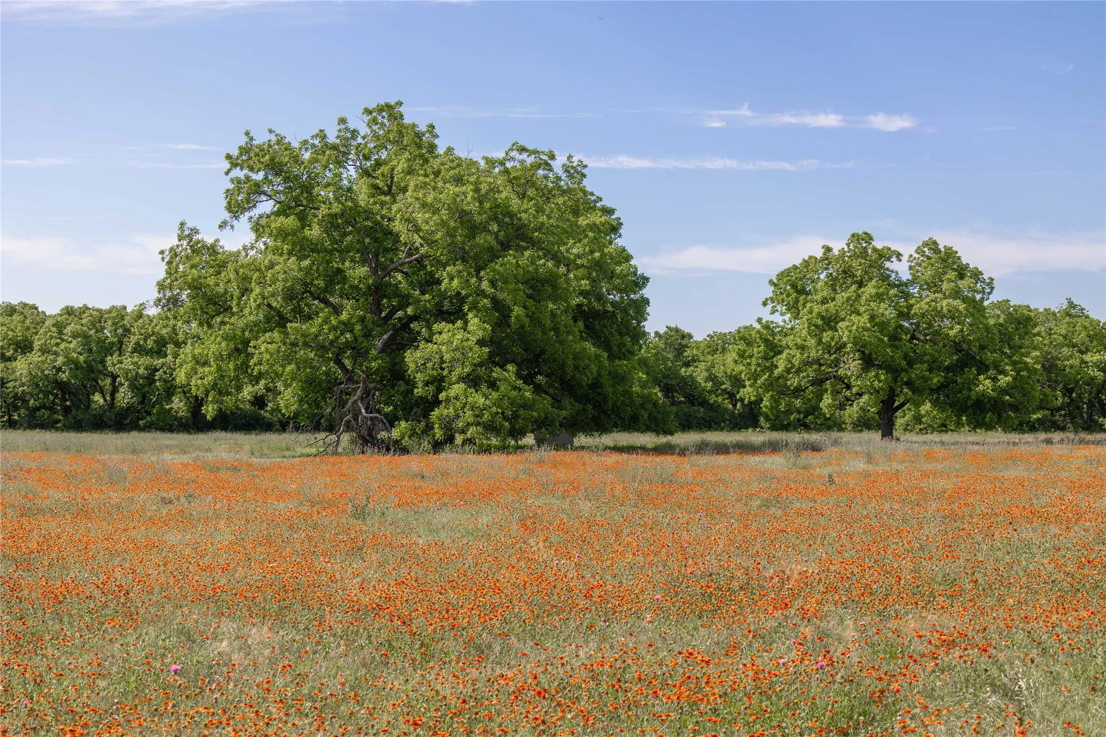 Ranch For Sale in Comanche County , 92.195 Acres TBD County Road 434, De Leon, Texas 76446, 0, 0, Garage spaces, 0 Sqft, built in 0, Price $898,901, mls#21279339, Real Estate Agent in De Leon, Homes For Sale in Comanche county, Homes For Sale in De Leon, Realtor in De Leon Texas, Real Estate Brokerage Independent Realty Texas, Luminita Cordes Realtor