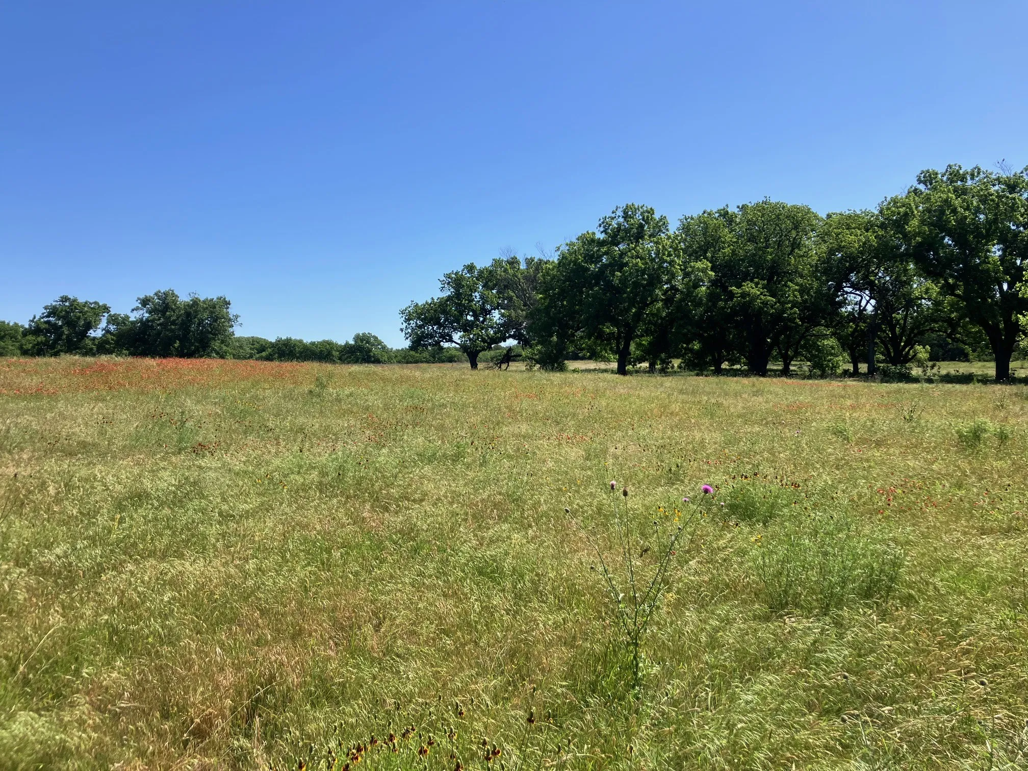 Ranch For Sale in Comanche County , 92.195 Acres TBD County Road 434, De Leon, Texas 76446, 0, 0, Garage spaces, 0 Sqft, built in 0, Price $898,901, mls#21279339, Real Estate Agent in De Leon, Homes For Sale in Comanche county, Homes For Sale in De Leon, Realtor in De Leon Texas, Real Estate Brokerage Independent Realty Texas, Luminita Cordes Realtor