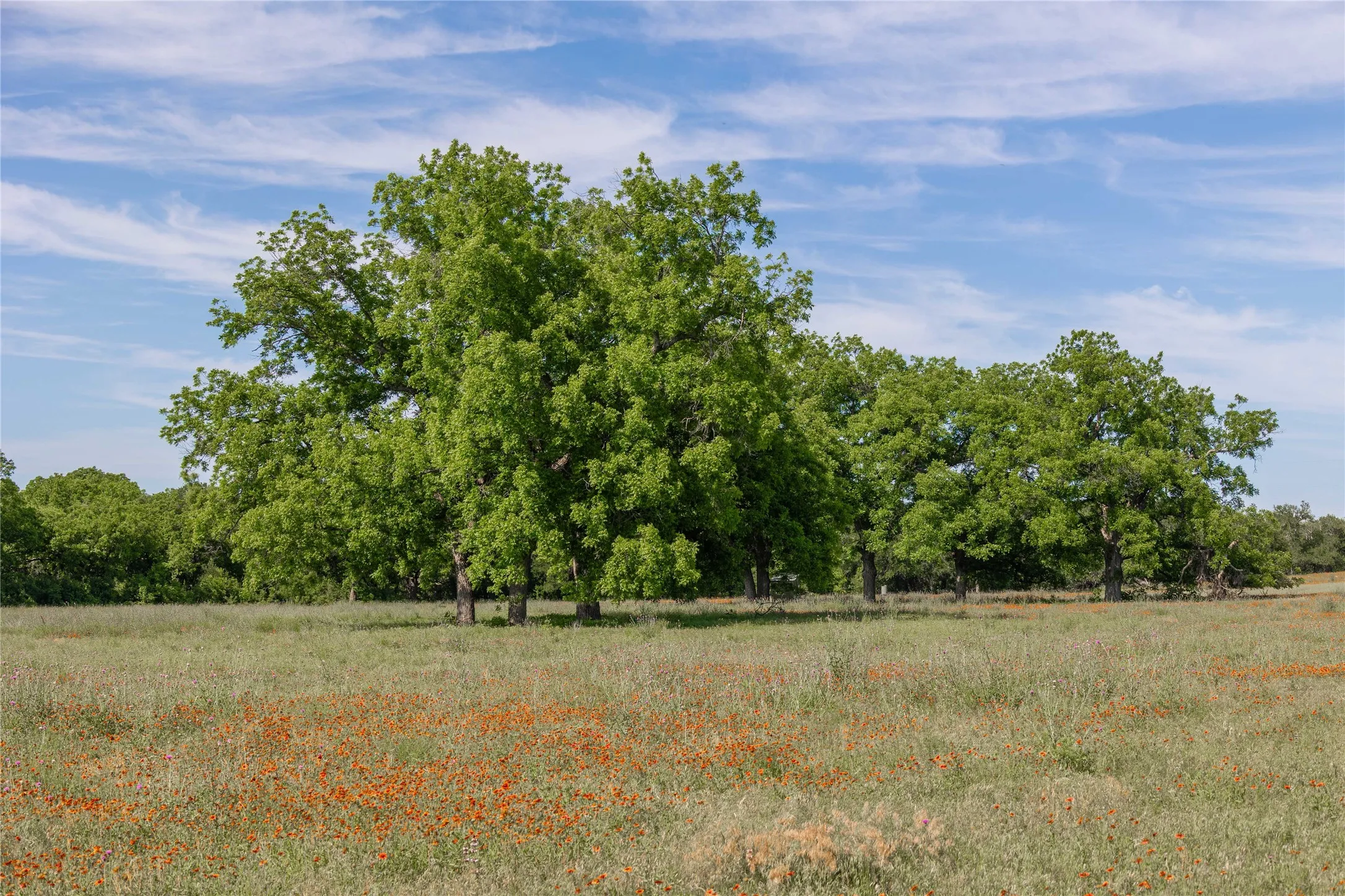 Ranch For Sale in Comanche County , 92.195 Acres TBD County Road 434, De Leon, Texas 76446, 0, 0, Garage spaces, 0 Sqft, built in 0, Price $898,901, mls#21279339, Real Estate Agent in De Leon, Homes For Sale in Comanche county, Homes For Sale in De Leon, Realtor in De Leon Texas, Real Estate Brokerage Independent Realty Texas, Luminita Cordes Realtor