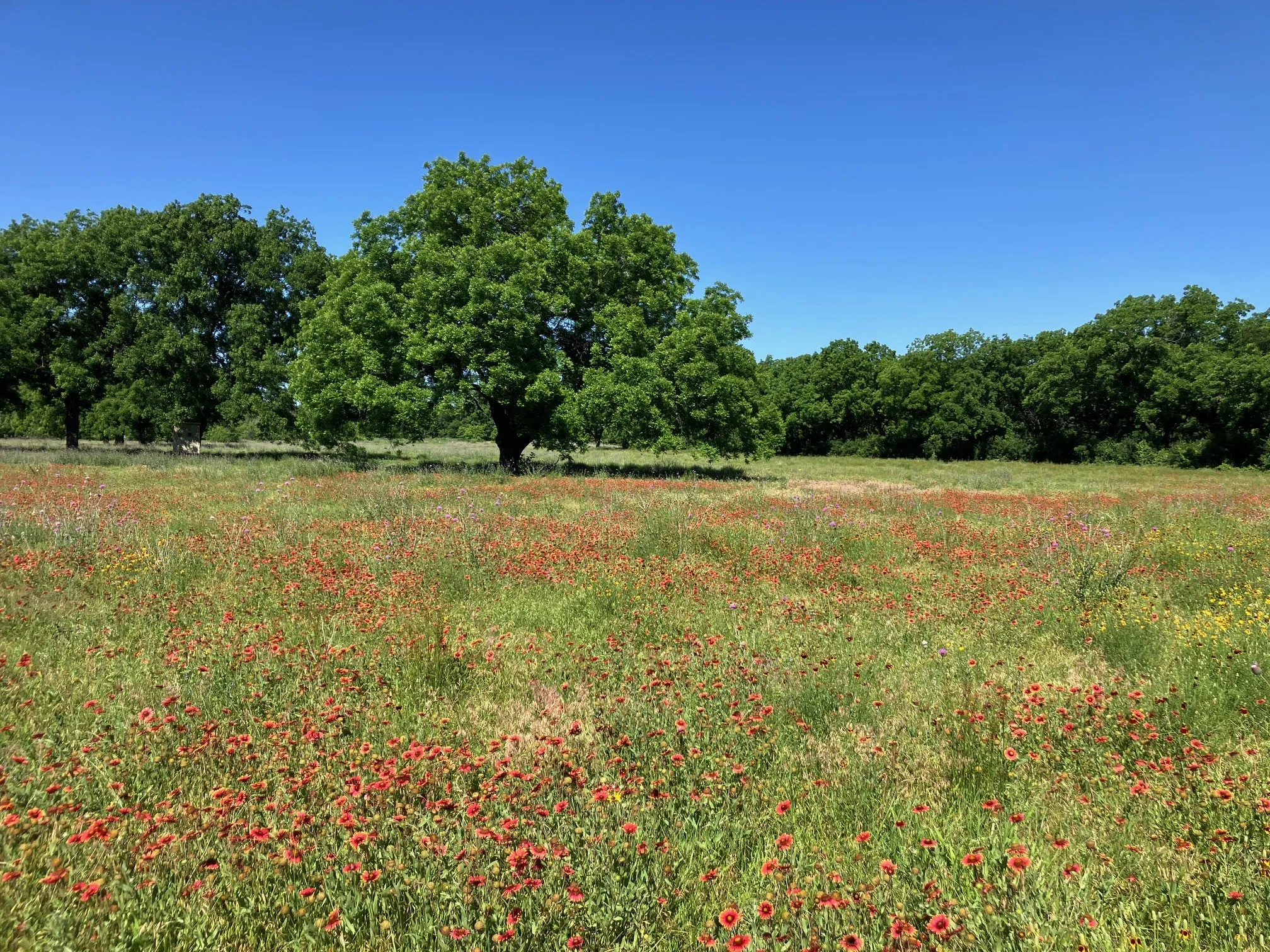 Ranch For Sale in Comanche County , 92.195 Acres TBD County Road 434, De Leon, Texas 76446, 0, 0, Garage spaces, 0 Sqft, built in 0, Price $898,901, mls#21279339, Real Estate Agent in De Leon, Homes For Sale in Comanche county, Homes For Sale in De Leon, Realtor in De Leon Texas, Real Estate Brokerage Independent Realty Texas, Luminita Cordes Realtor