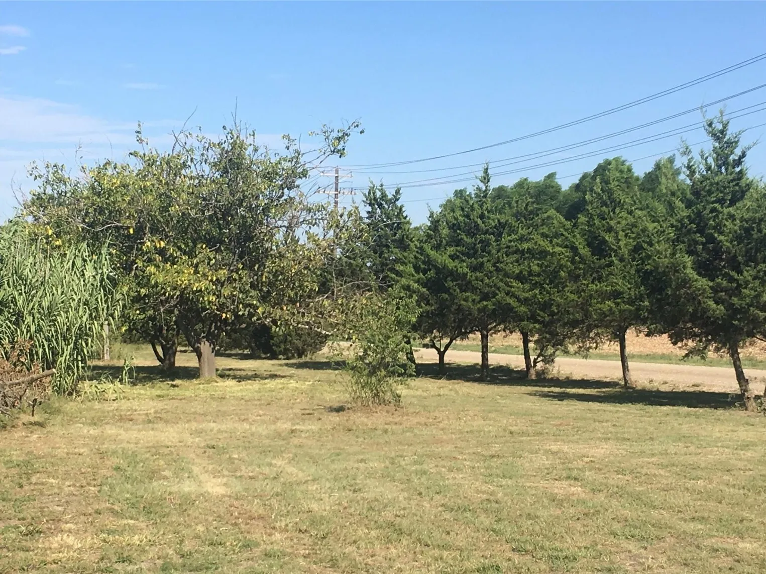 Expansive grassy outdoor area with a variety of mature trees, including evergreen conifers and deciduous trees