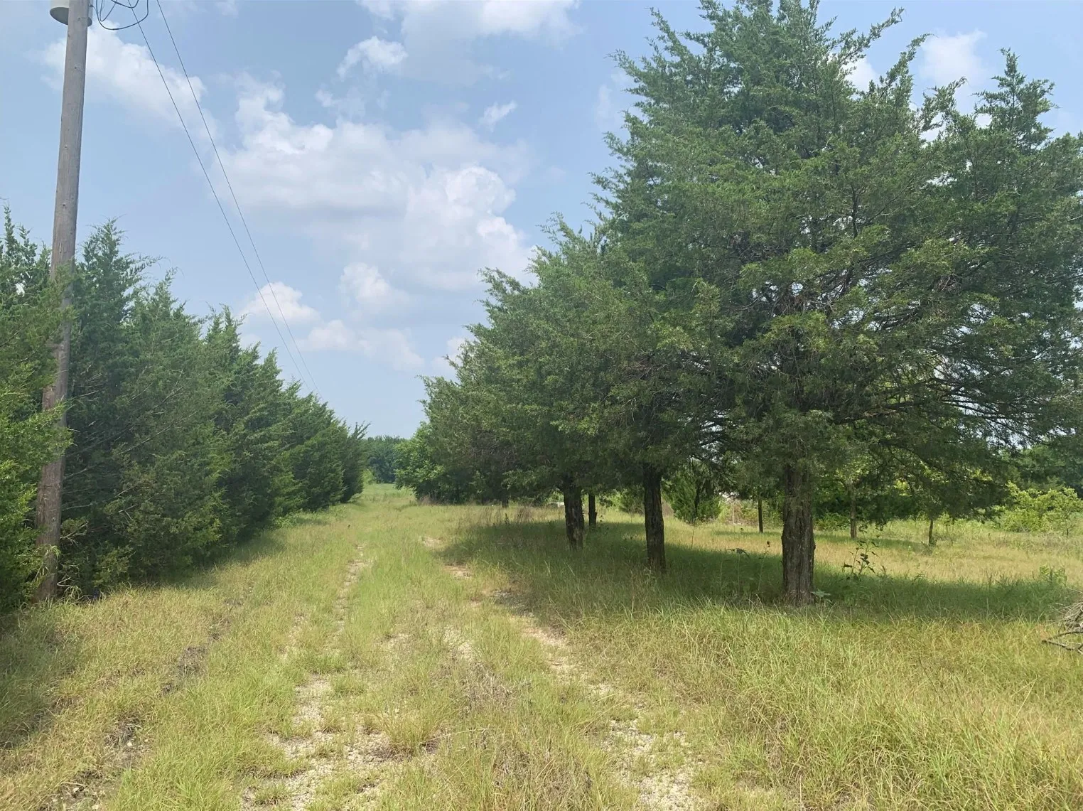 Expansive land parcel featuring mature evergreen trees and a natural grass pathway