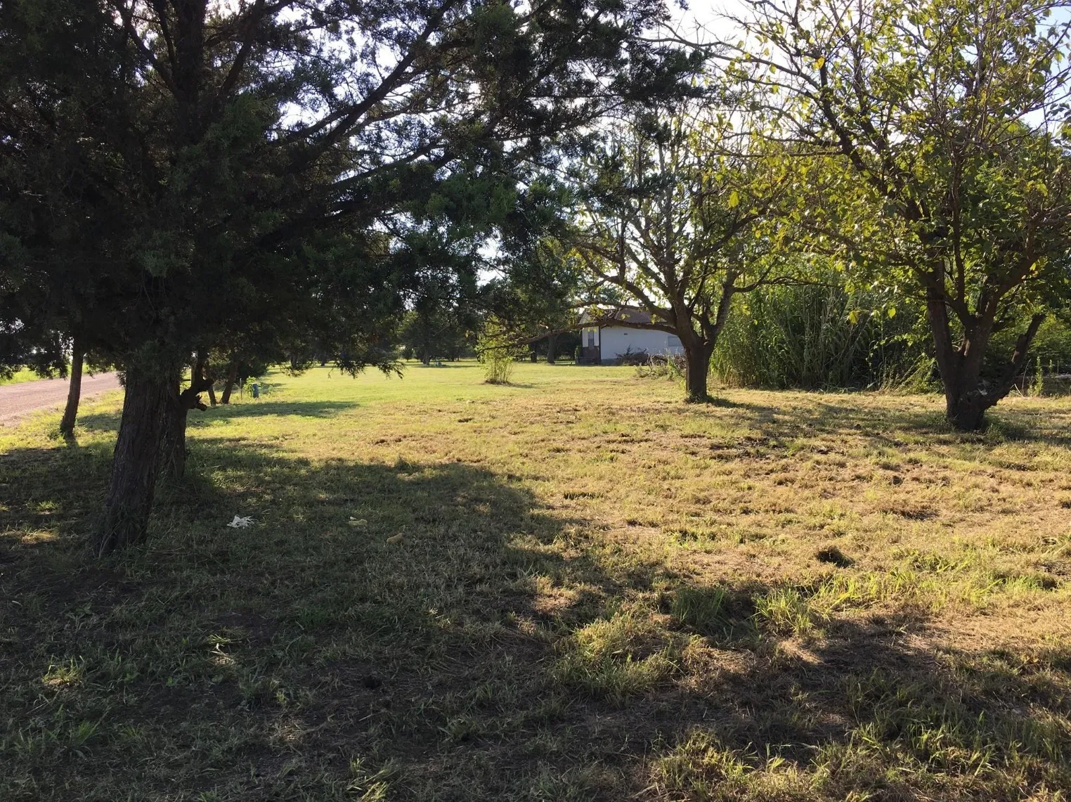 Expansive grassy lot featuring mature trees providing natural shade