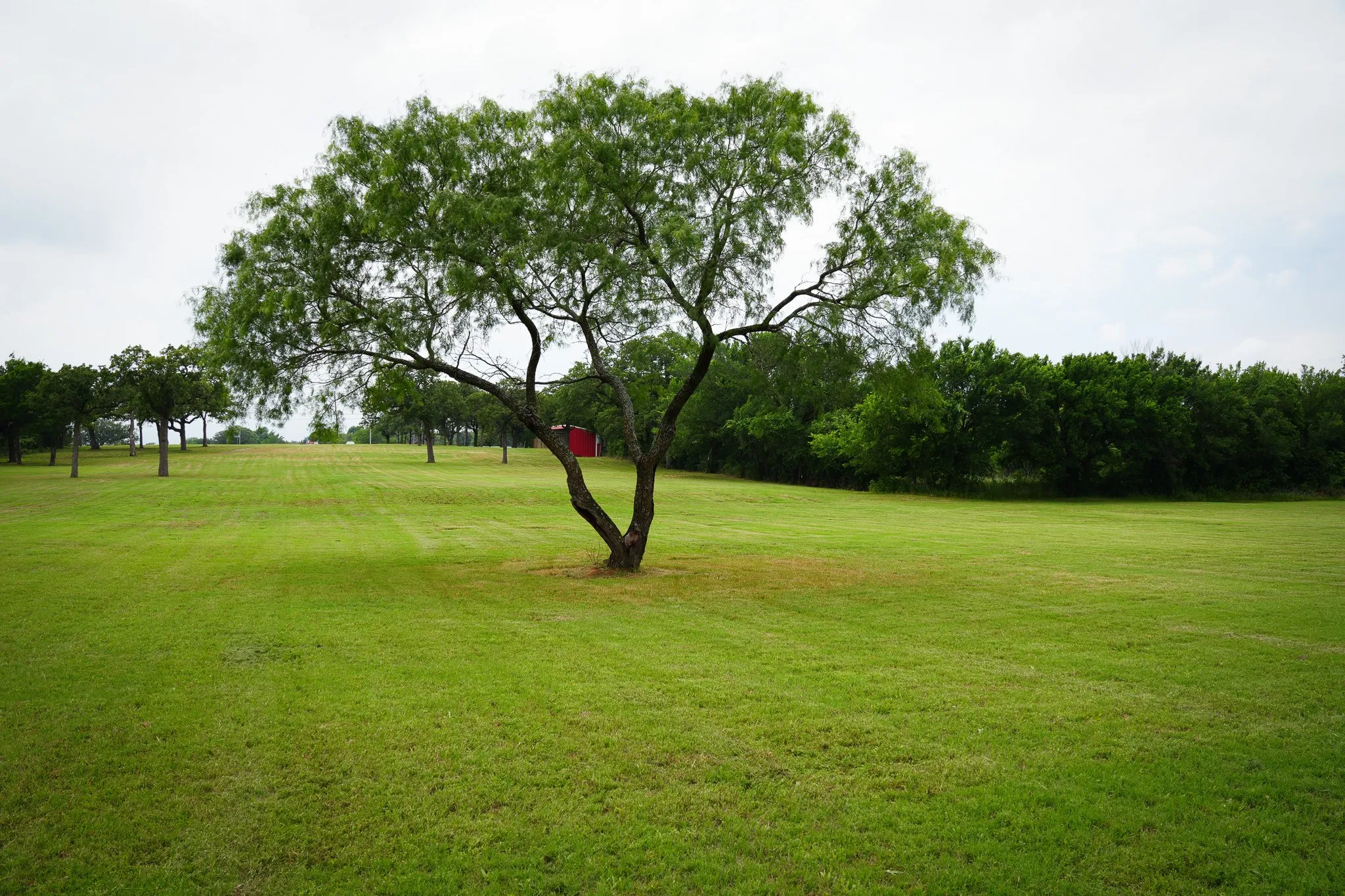 Beautiful land fixed on a hill with trees