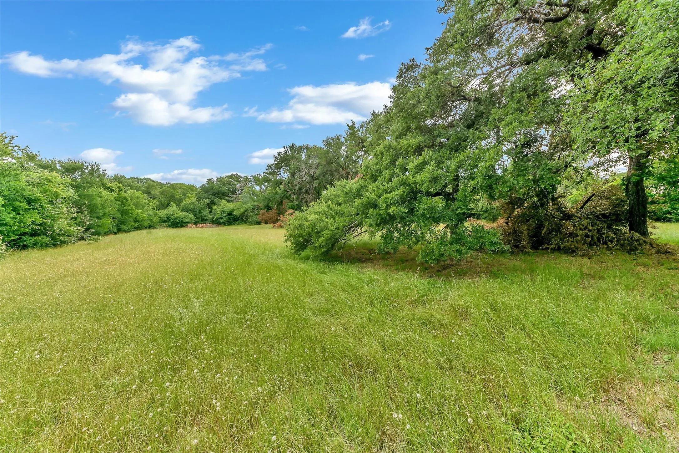 Expansive green space featuring natural grassland, mature trees, and dense foliage bordering the perimeter