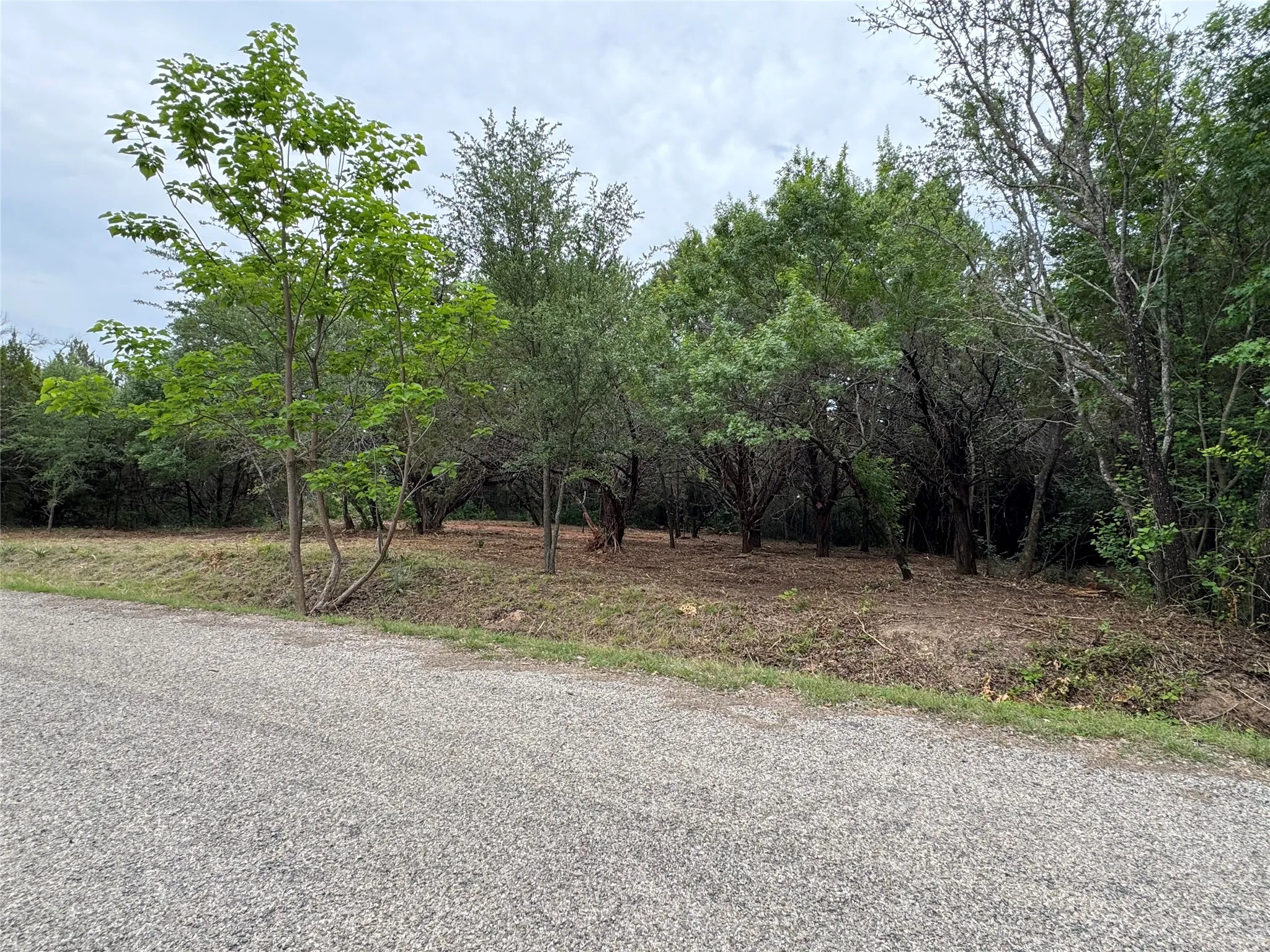 Gravel surface bordering a tree-lined property featuring mature trees and varied foliage