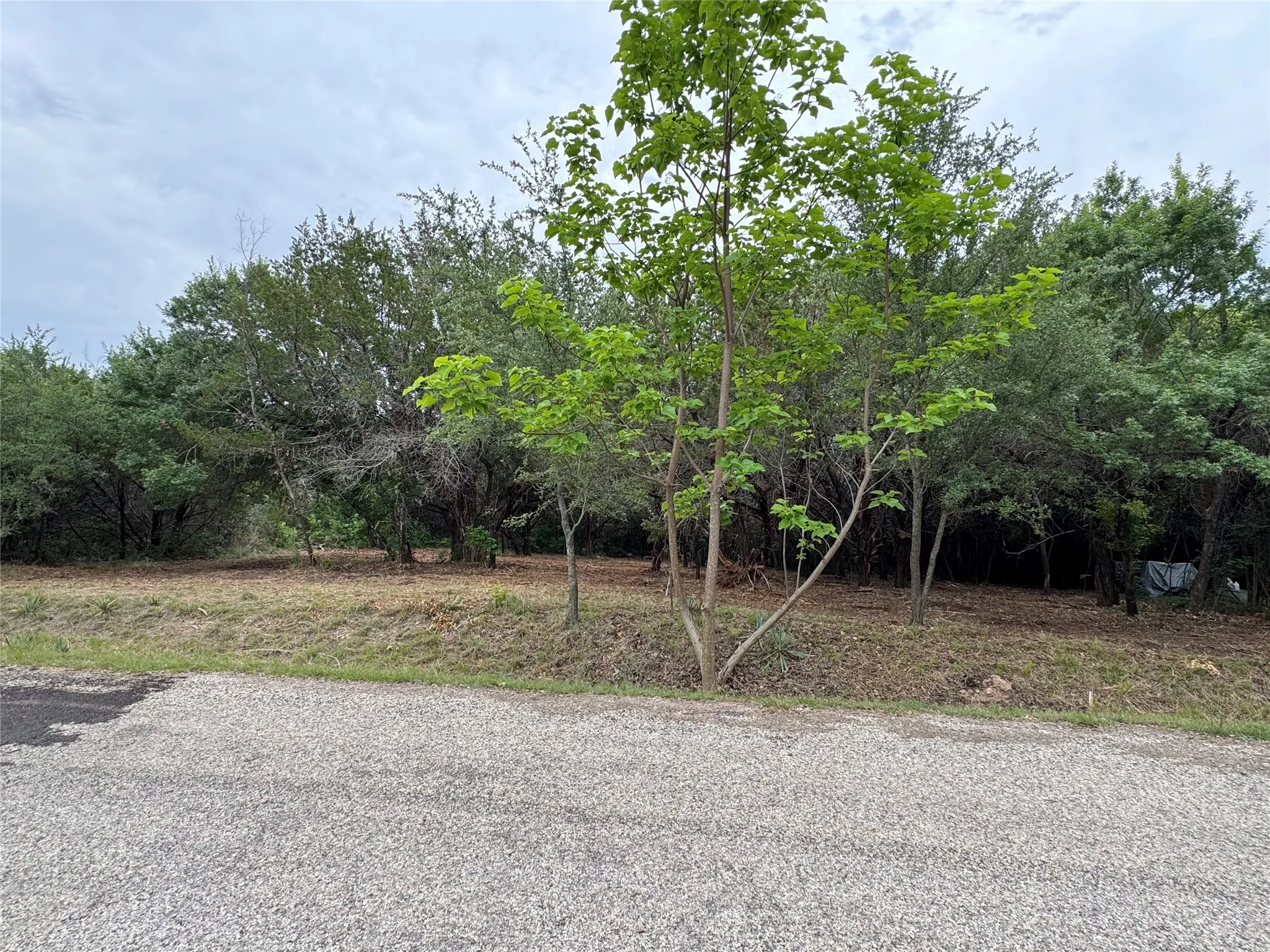 Wooded property featuring a gravel foreground, dense tree line, and natural ground cover