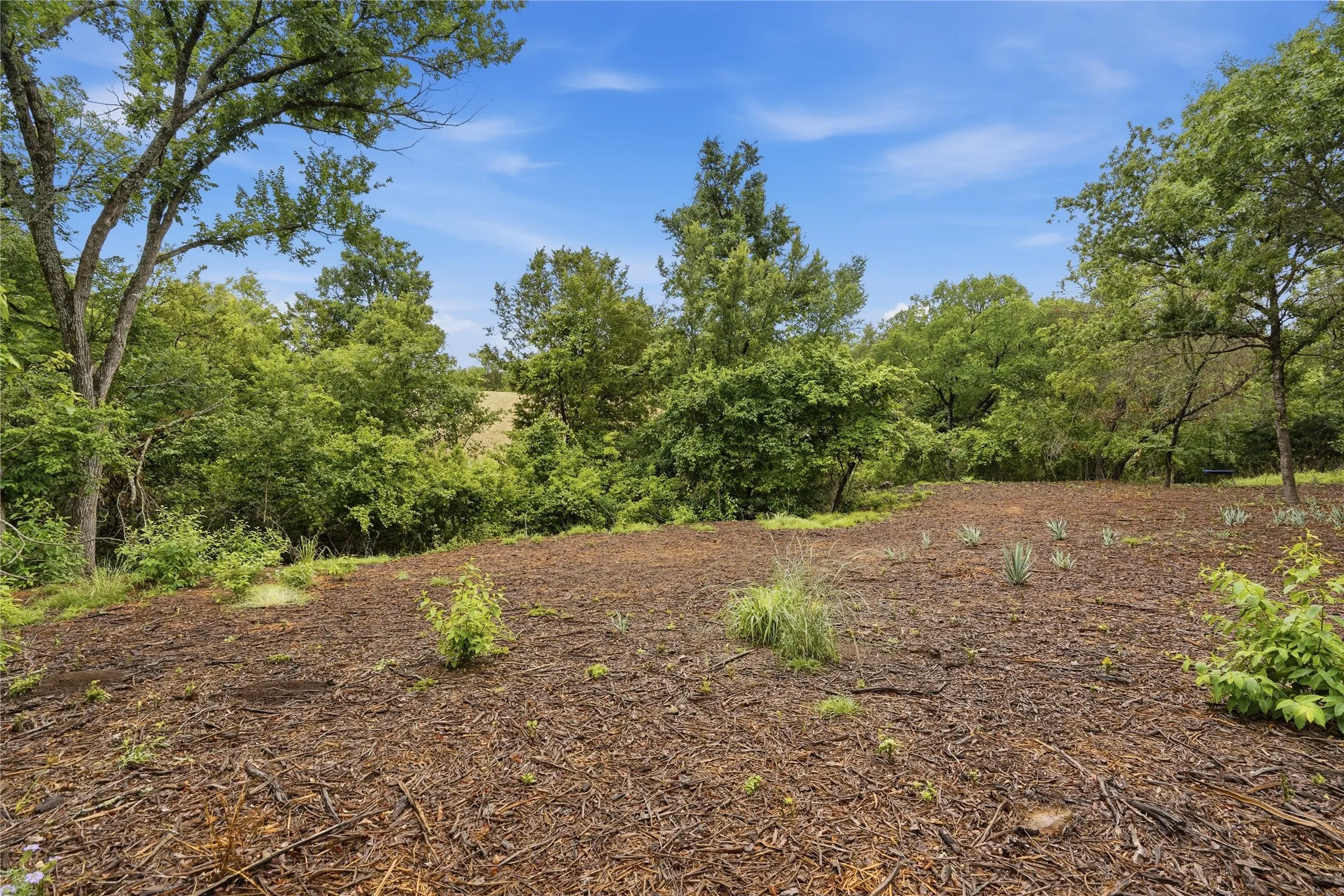 Open land parcel featuring natural ground cover, mature perimeter trees, and scattered small agave plants