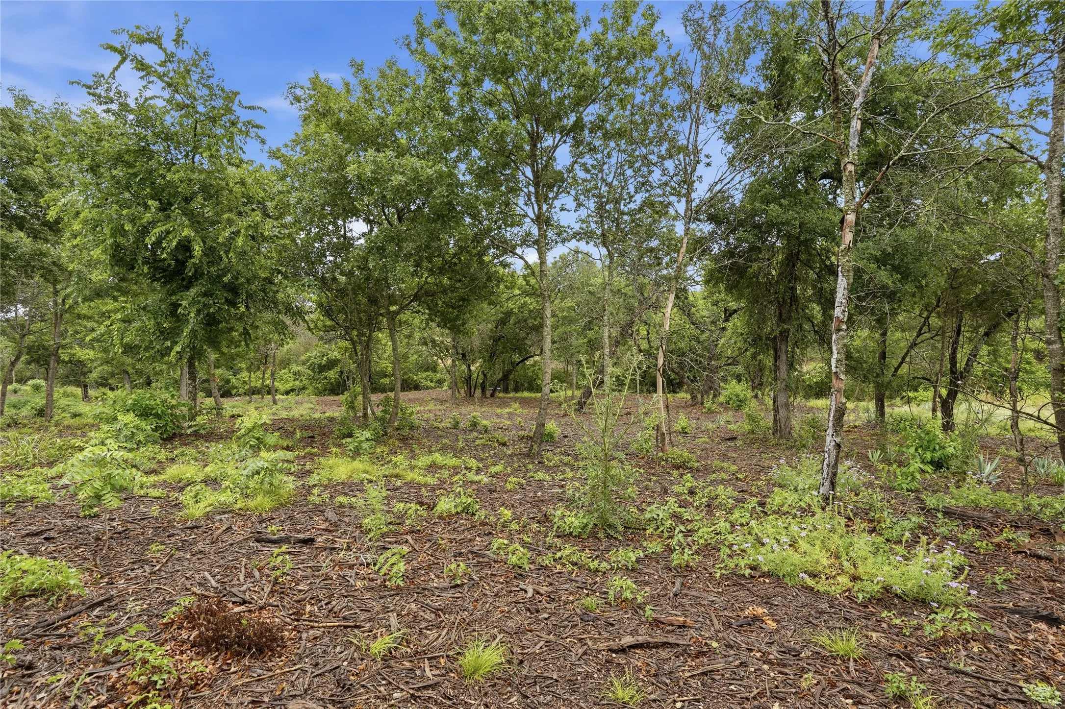 Wooded acreage featuring a natural ground cover, mature trees, and a clear blue​​‌​​​​‌​​‌‌​‌‌​​​‌‌​‌​‌​‌​​​‌​​ sky