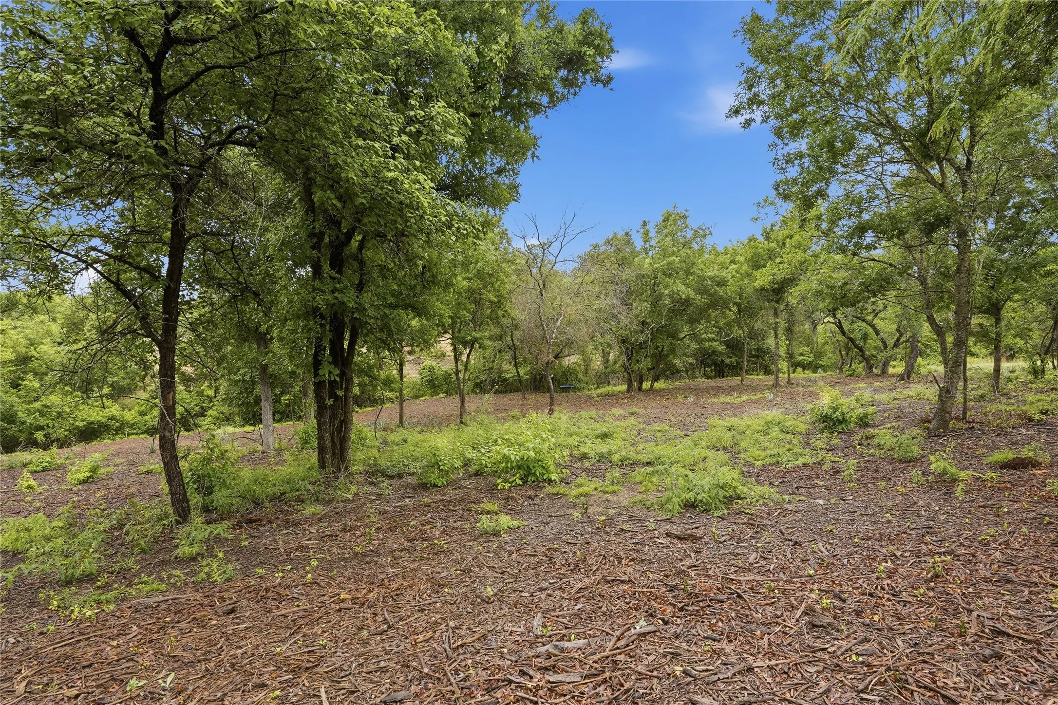 Wooded lot featuring a mix of mature and young trees, ample ground cover, and a clear blue sky overhead