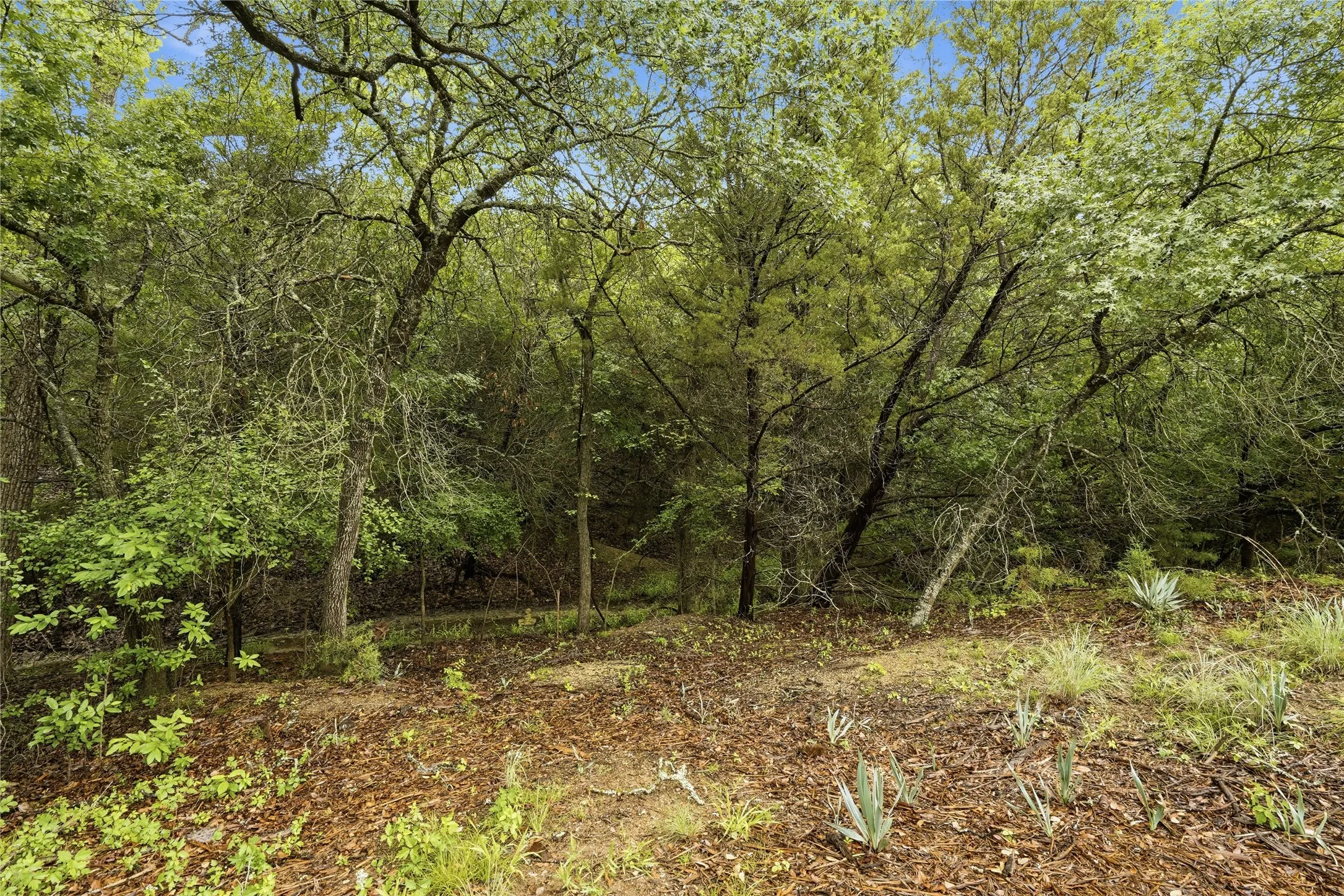 Wooded land featuring mature, deciduous trees and varied undergrowth