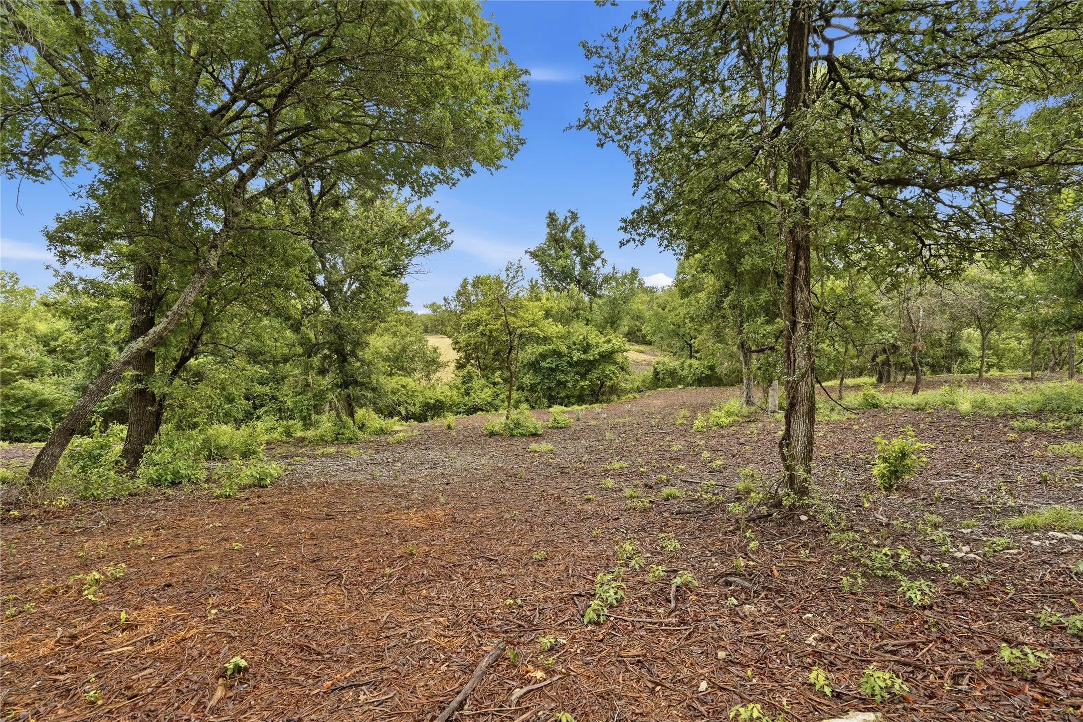 Wooded lot featuring mature trees and natural ground cover