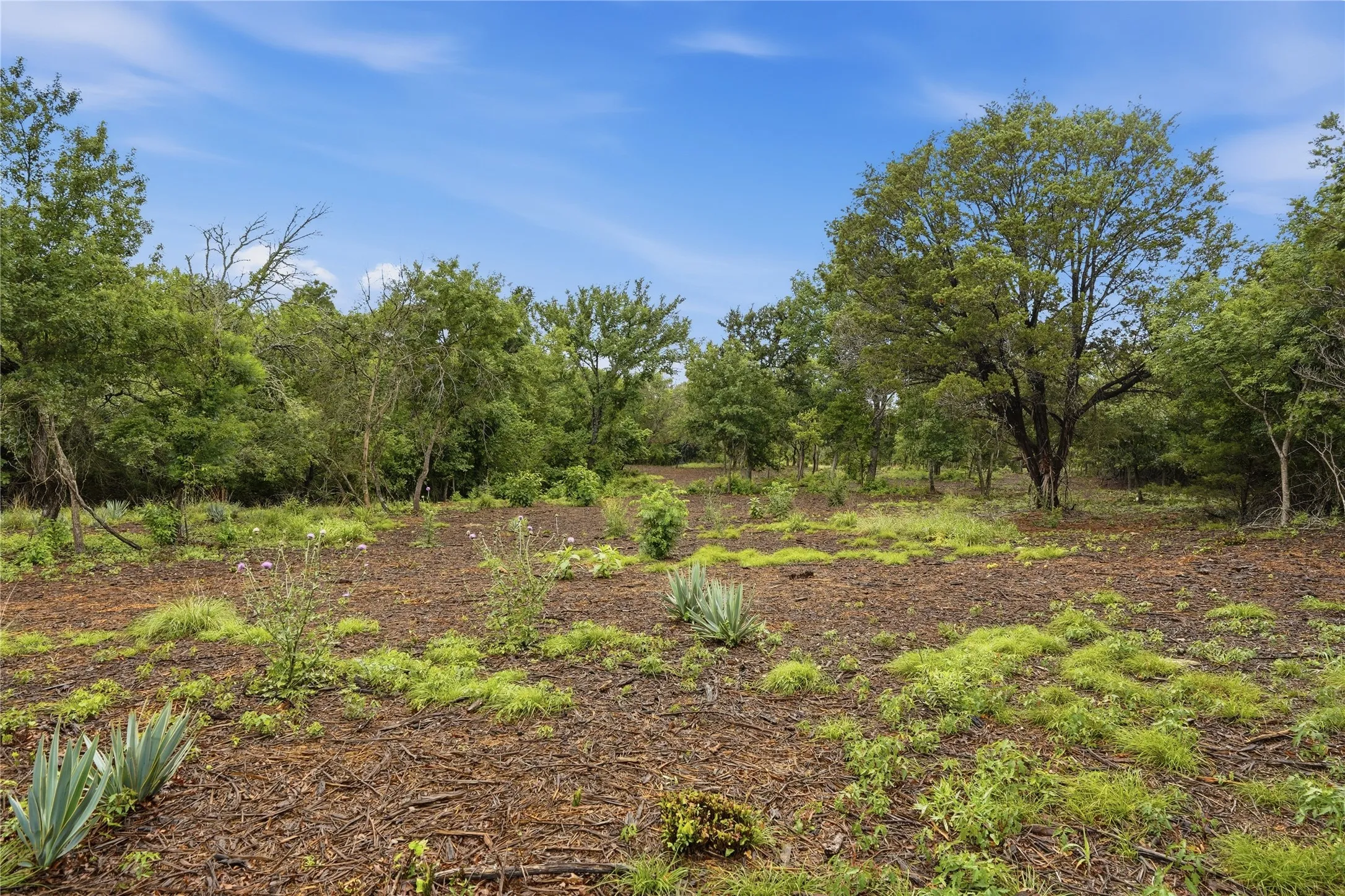 Expansive undeveloped lot featuring mature trees and natural ground cover