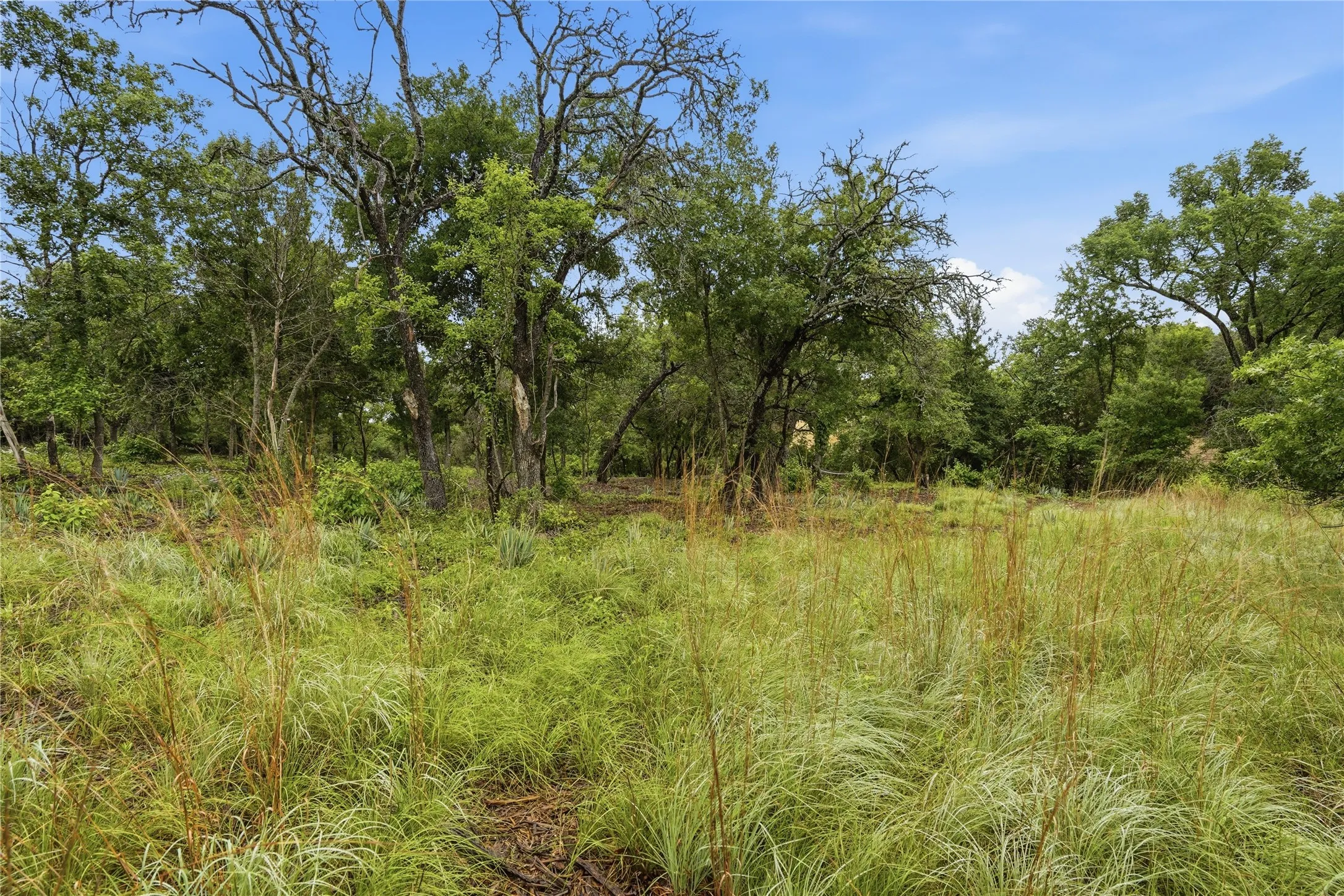 Expansive natural landscape featuring varied foliage and mature trees