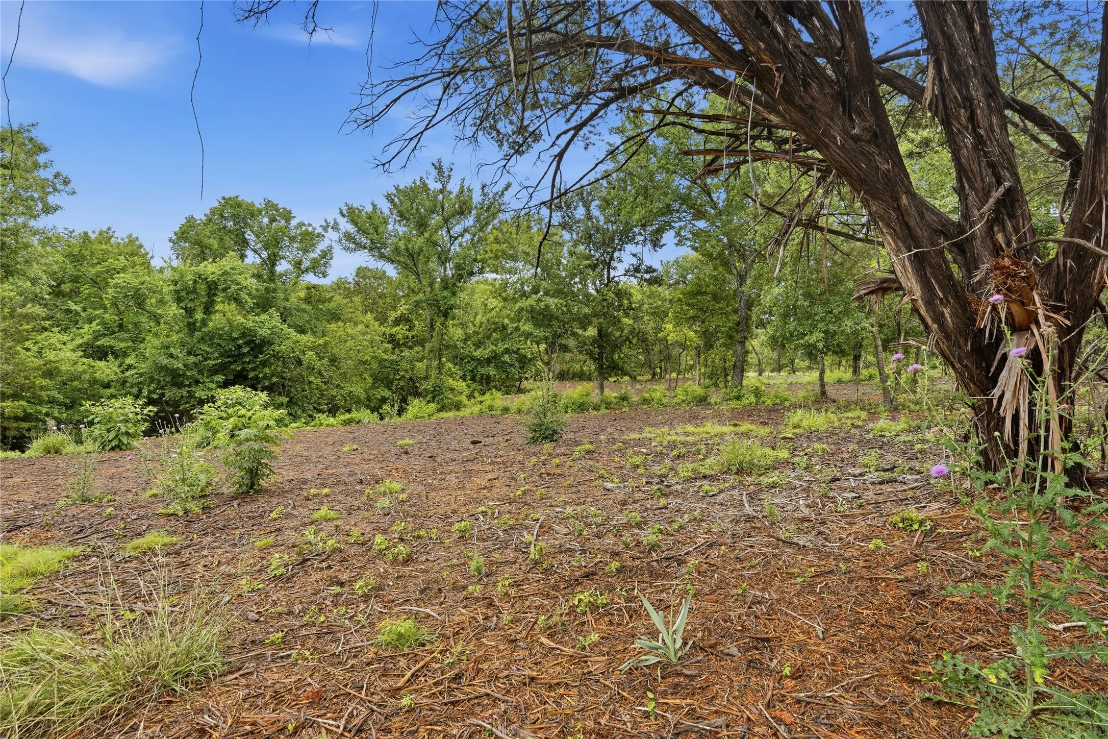 Expansive natural landscape with varied terrain and mature trees