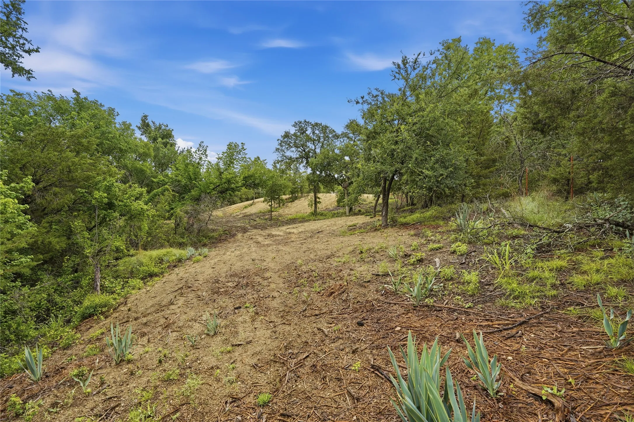 Natural terrain featuring mature trees and varied foliage