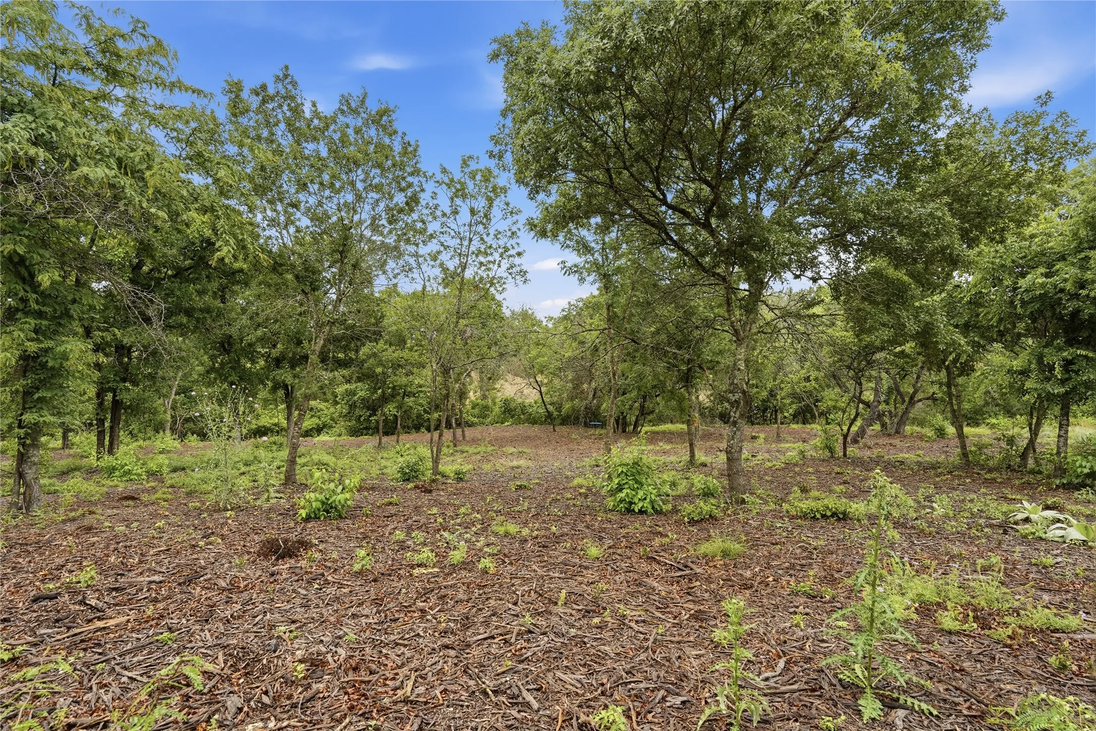 Wooded property with mature trees and natural ground cover