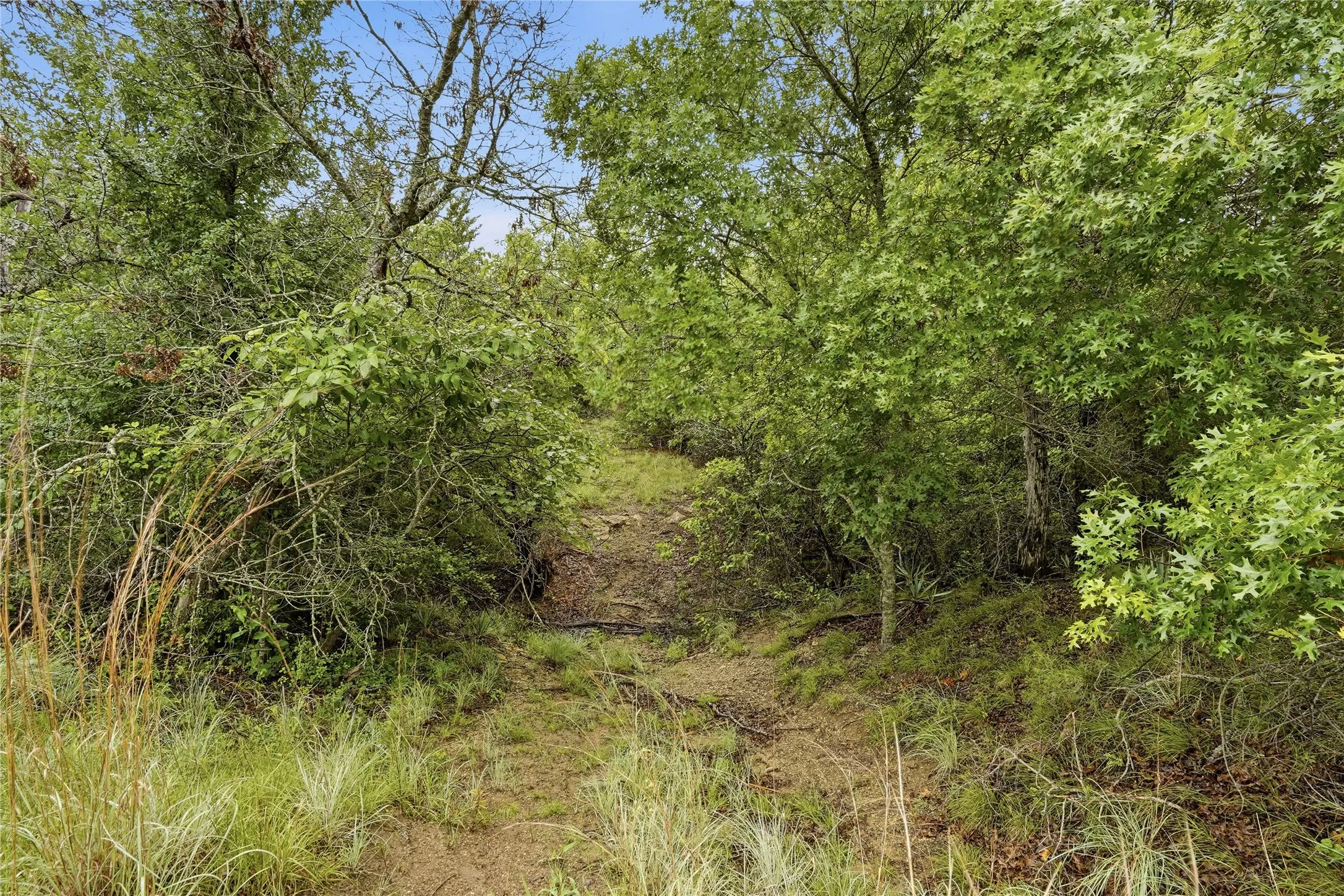 Expansive natural landscape featuring varied foliage and mature trees