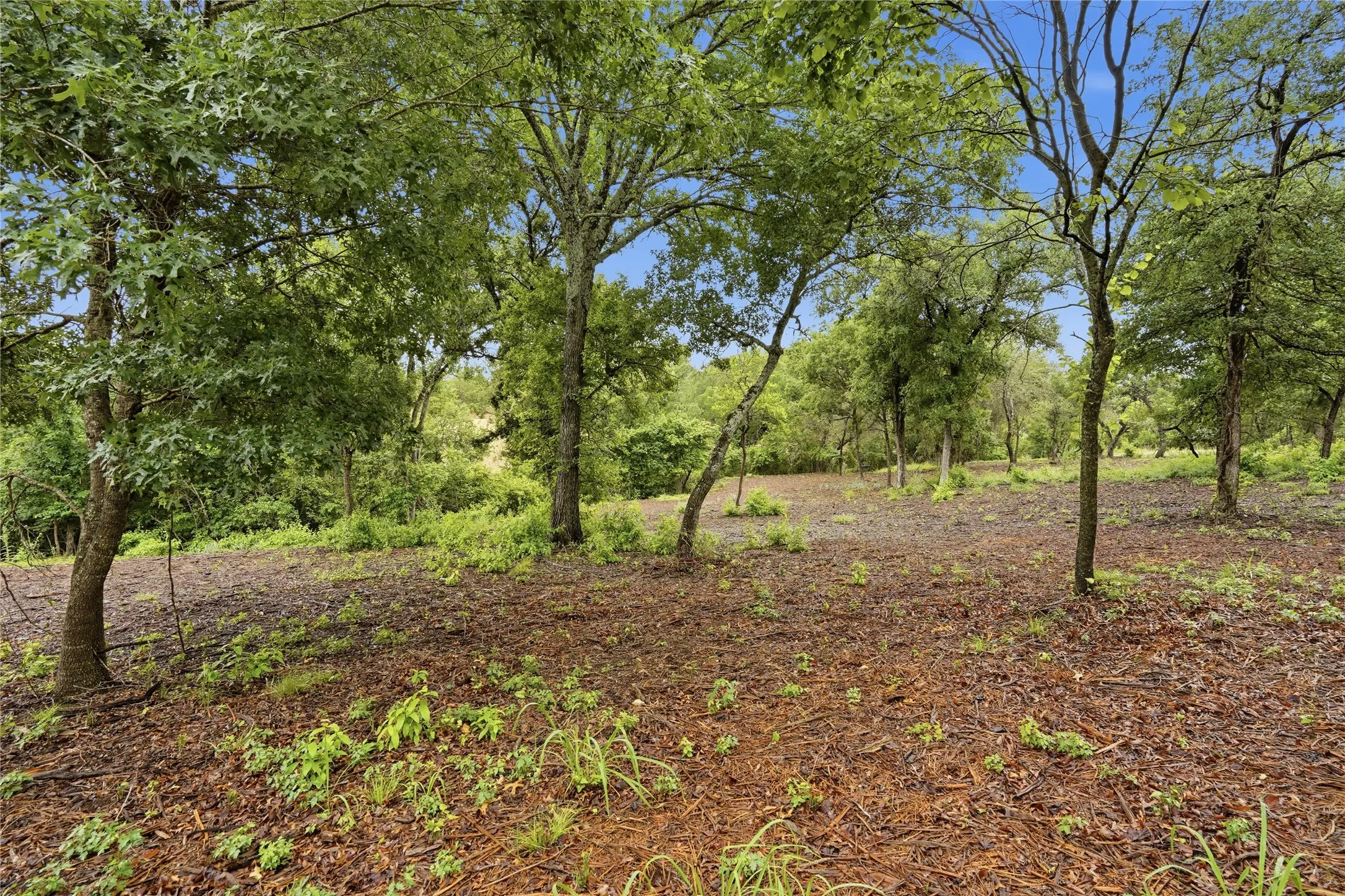 Wooded lot with mature trees and natural ground cover
