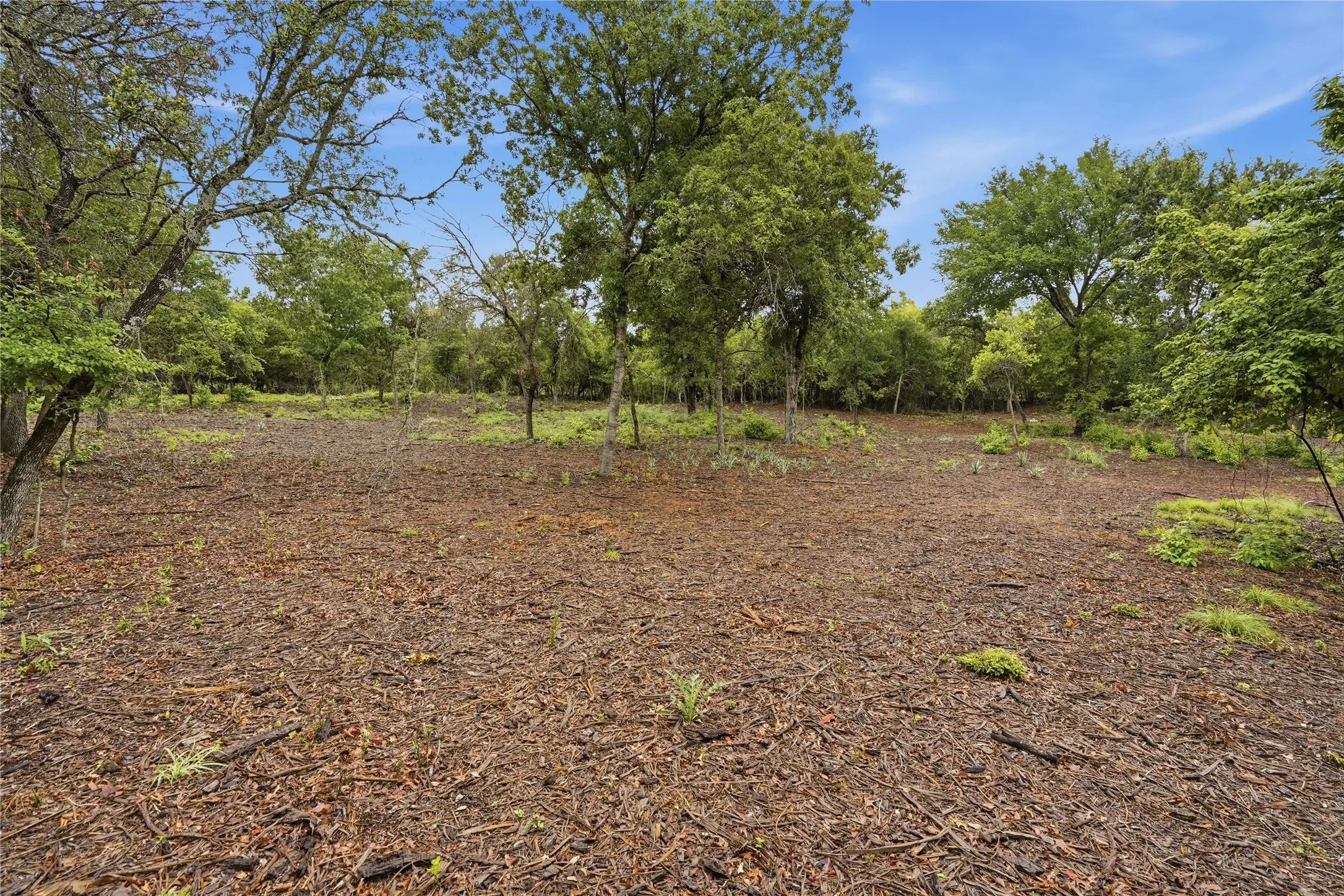 Expansive land parcel featuring natural ground cover, mature trees