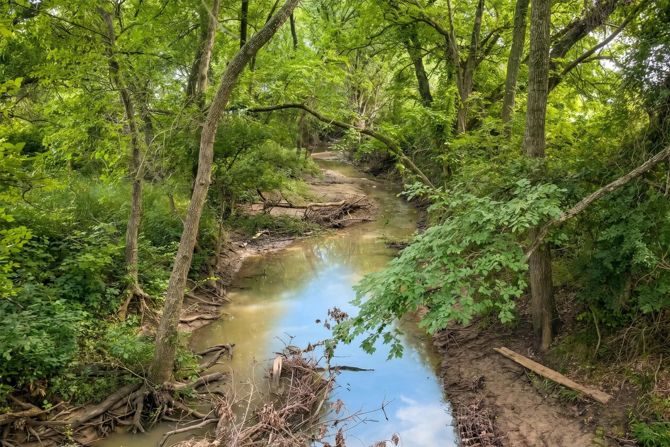 Natural creek winding through a densely wooded area