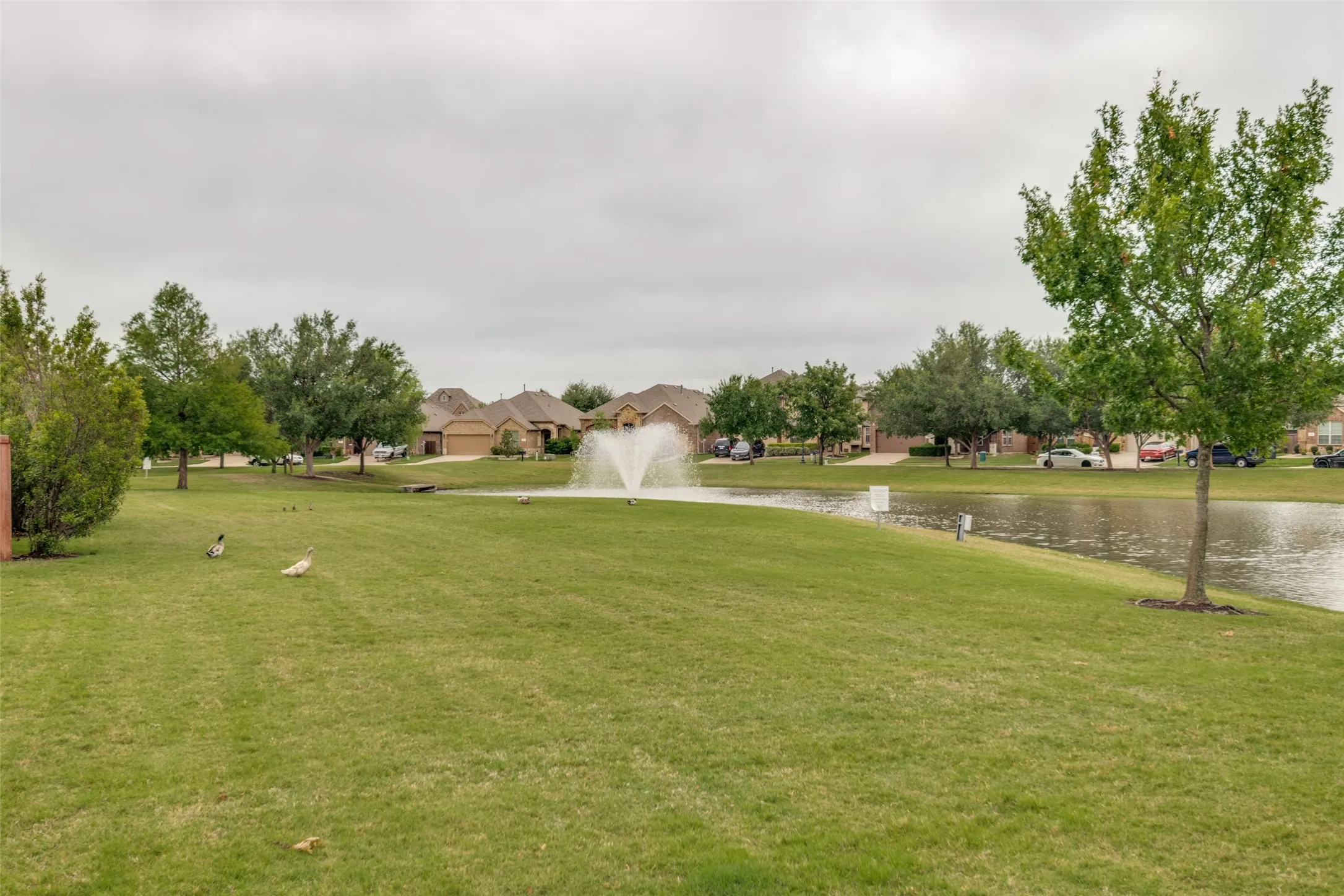 View of nature everyday,  ducks, green belts, trees and ponds.