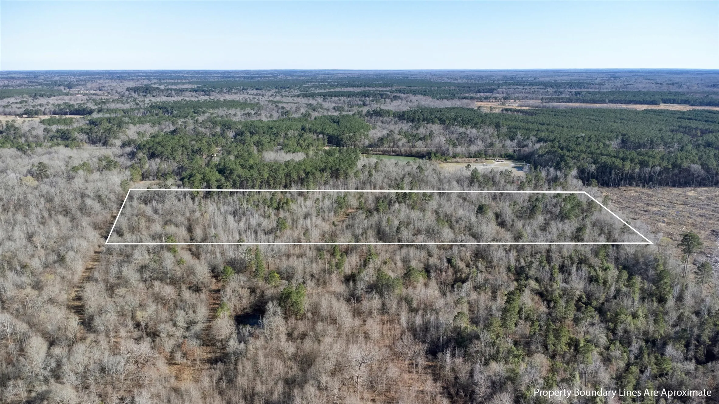 Expansive wooded acreage featuring a mix of mature deciduous and evergreen trees