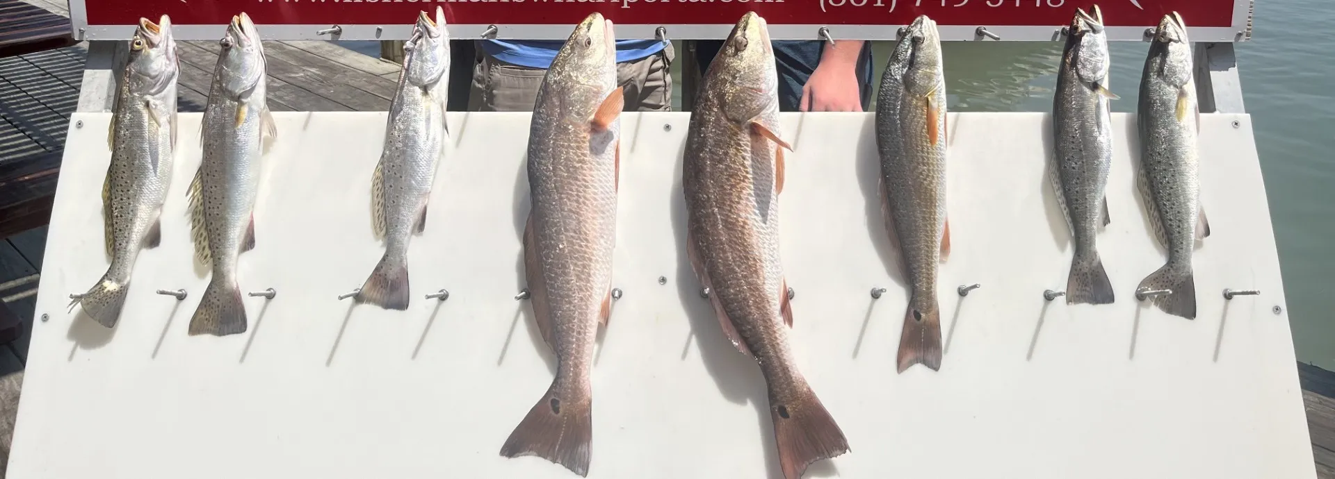World renowned Bay fishing