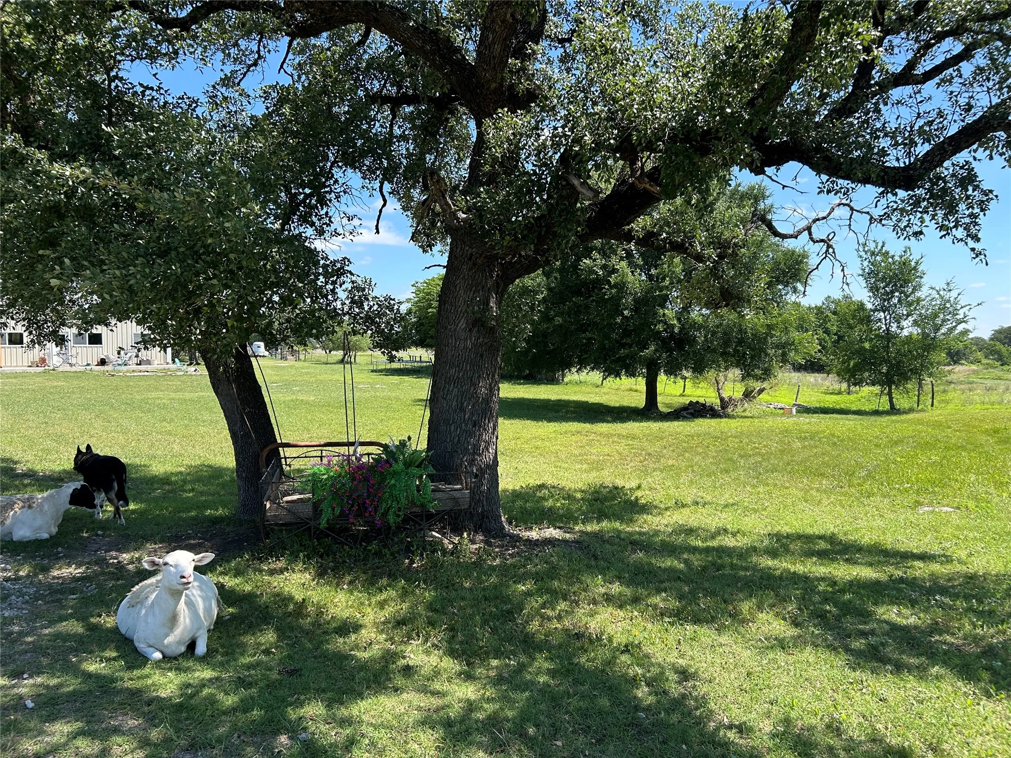 Farm For Sale in Mills County , 495 FM 2005, Goldthwaite, Texas 76844, 3 Bedroom, 2 Bathroom, Garage spaces, 1,500 Sqft, built in 2012, Price $569,000, mls#21276946, Real Estate Agent in Goldthwaite, Homes For Sale in Mills county, Homes For Sale in Goldthwaite, Realtor in Goldthwaite Texas, Real Estate Brokerage Independent Realty Texas, Luminita Cordes Realtor
