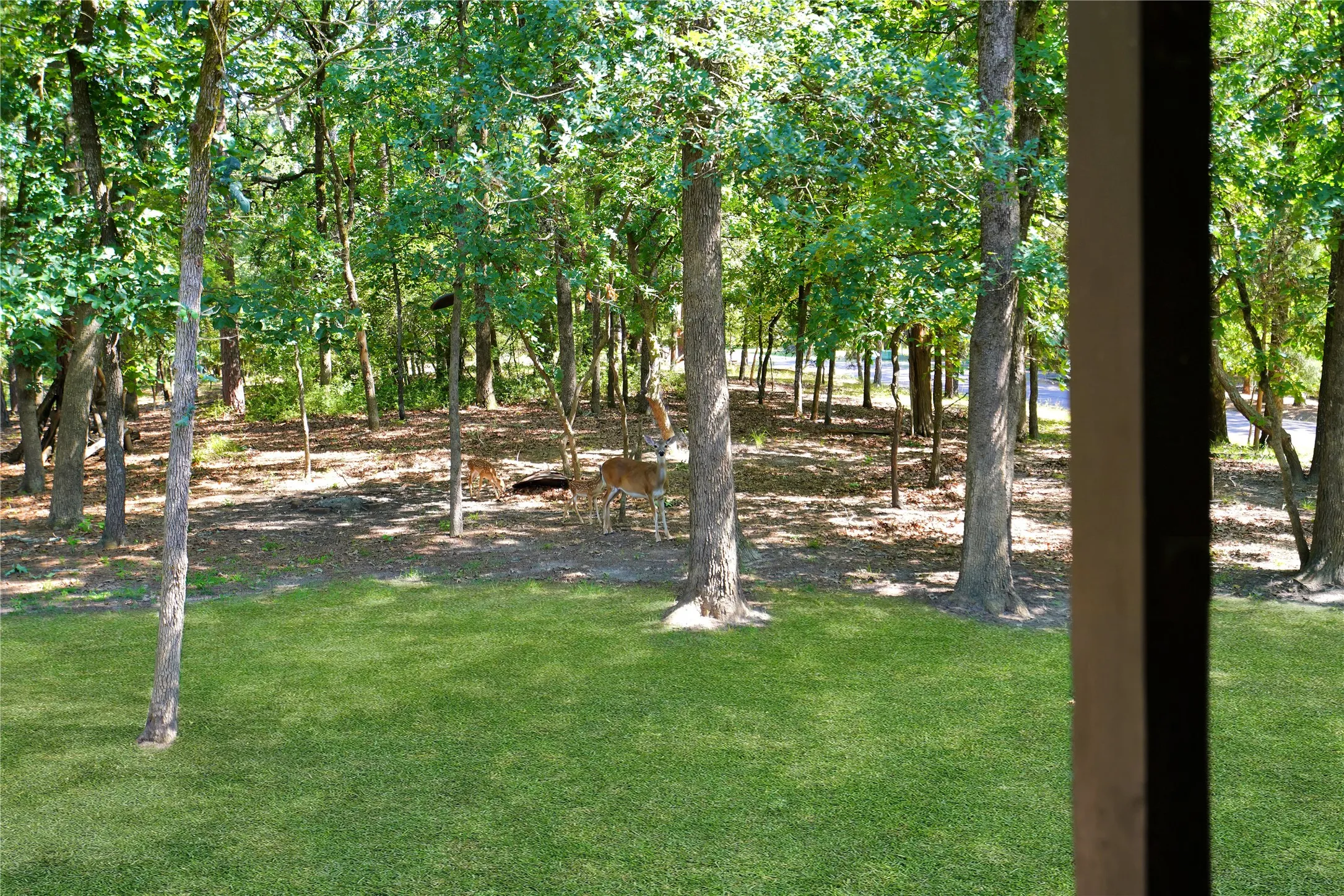 Expansive green lawn bordering a wooded area with mature trees