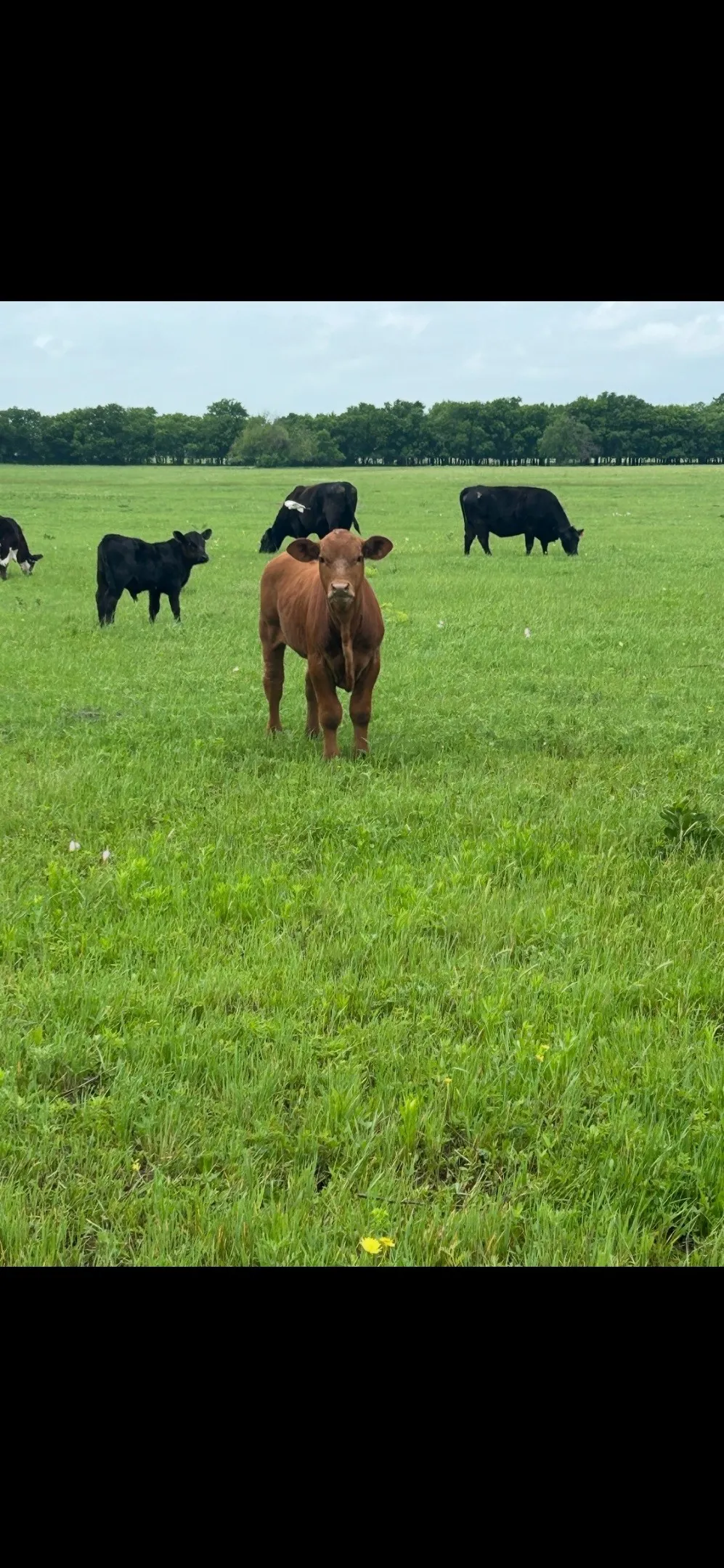Unimproved Land For Sale in Grayson County , 10.5 acres OHANLON Road, Whitesboro, Texas 76273, 0, 0, Garage spaces, 0 Sqft, built in 0, mls#21246538, Real Estate Agent in Whitesboro, Homes For Sale in Grayson county, Homes For Sale in Whitesboro, Realtor in Whitesboro Texas, Real Estate Brokerage Independent Realty Texas, Luminita Cordes Realtor