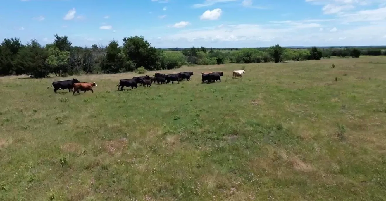 Unimproved Land For Sale in Grayson County , 10.5 acres OHANLON Road, Whitesboro, Texas 76273, 0, 0, Garage spaces, 0 Sqft, built in 0, mls#21246538, Real Estate Agent in Whitesboro, Homes For Sale in Grayson county, Homes For Sale in Whitesboro, Realtor in Whitesboro Texas, Real Estate Brokerage Independent Realty Texas, Luminita Cordes Realtor