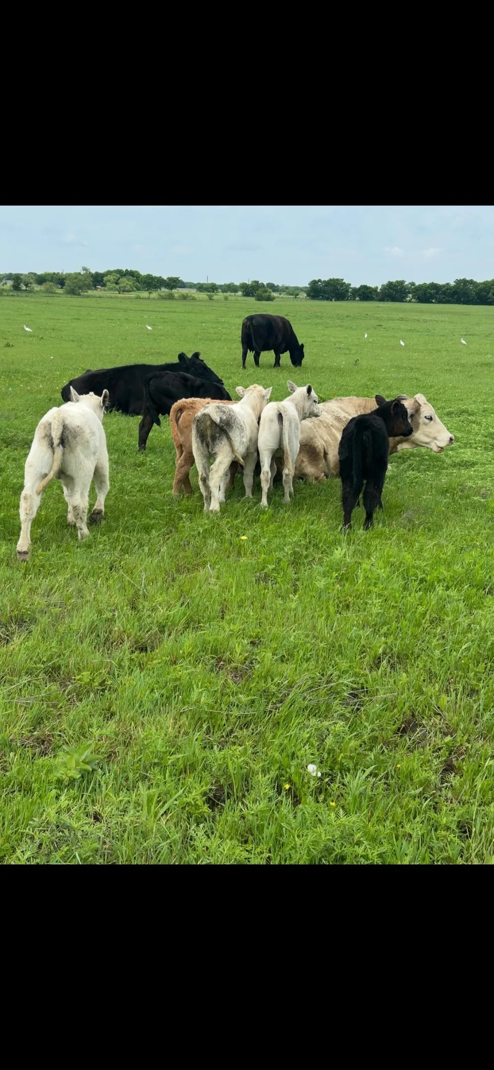 Unimproved Land For Sale in Grayson County , 10.5 acres OHANLON Road, Whitesboro, Texas 76273, 0, 0, Garage spaces, 0 Sqft, built in 0, mls#21246538, Real Estate Agent in Whitesboro, Homes For Sale in Grayson county, Homes For Sale in Whitesboro, Realtor in Whitesboro Texas, Real Estate Brokerage Independent Realty Texas, Luminita Cordes Realtor