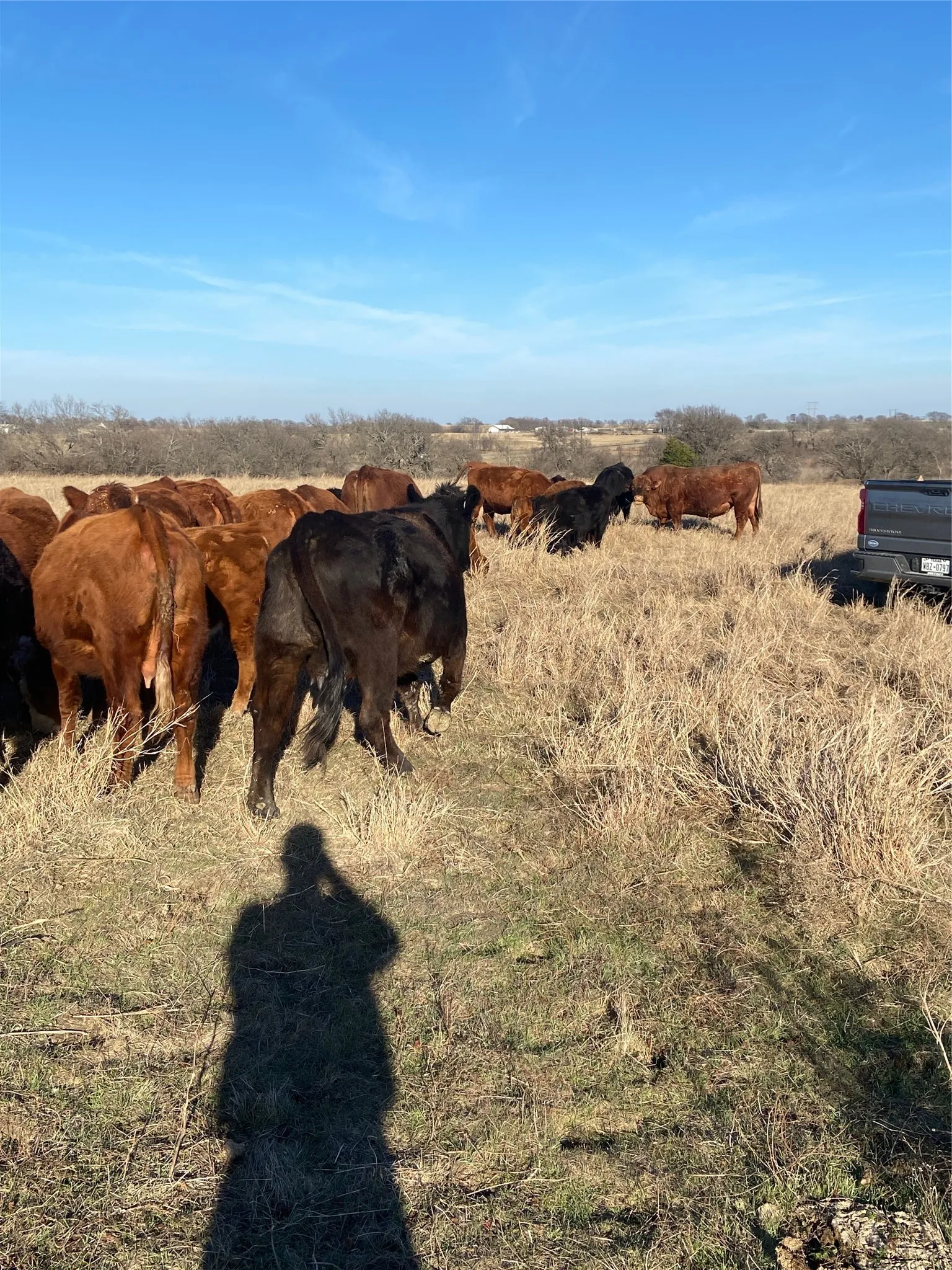 Unimproved Land For Sale in Grayson County , 10.5 acres OHANLON Road, Whitesboro, Texas 76273, 0, 0, Garage spaces, 0 Sqft, built in 0, mls#21246538, Real Estate Agent in Whitesboro, Homes For Sale in Grayson county, Homes For Sale in Whitesboro, Realtor in Whitesboro Texas, Real Estate Brokerage Independent Realty Texas, Luminita Cordes Realtor