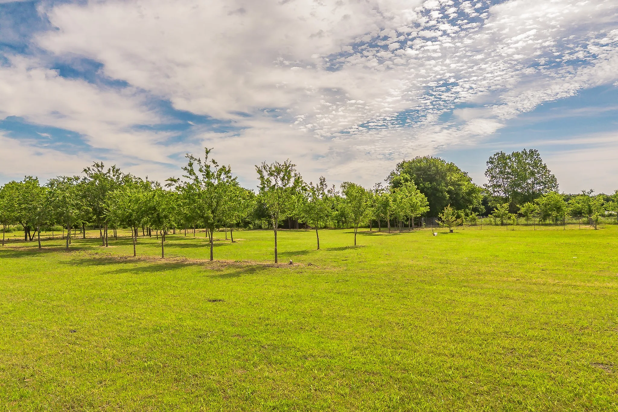 Expansive acreage with open green space and rows of young trees offering privacy, shade, and room to grow