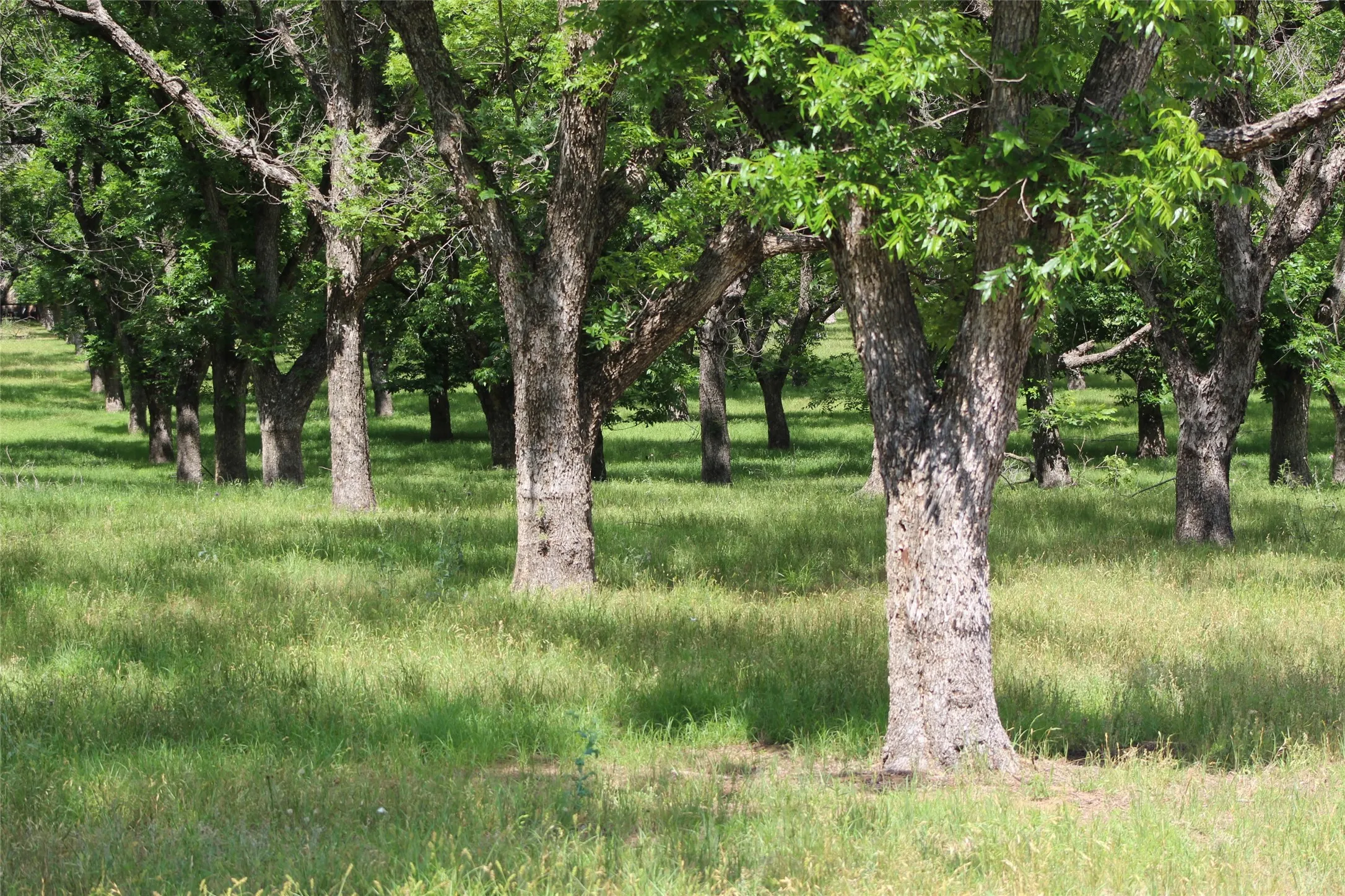 Improved Land For Sale in Johnson County , 200 Poco Bueno Court, Granbury, Texas 76049, 0, 0, Garage spaces, 0 Sqft, built in 0, Price $289,000, mls#21280621, Real Estate Agent in Granbury, Homes For Sale in Johnson county, Homes For Sale in Granbury, Realtor in Granbury Texas, Real Estate Brokerage Independent Realty Texas, Luminita Cordes Realtor