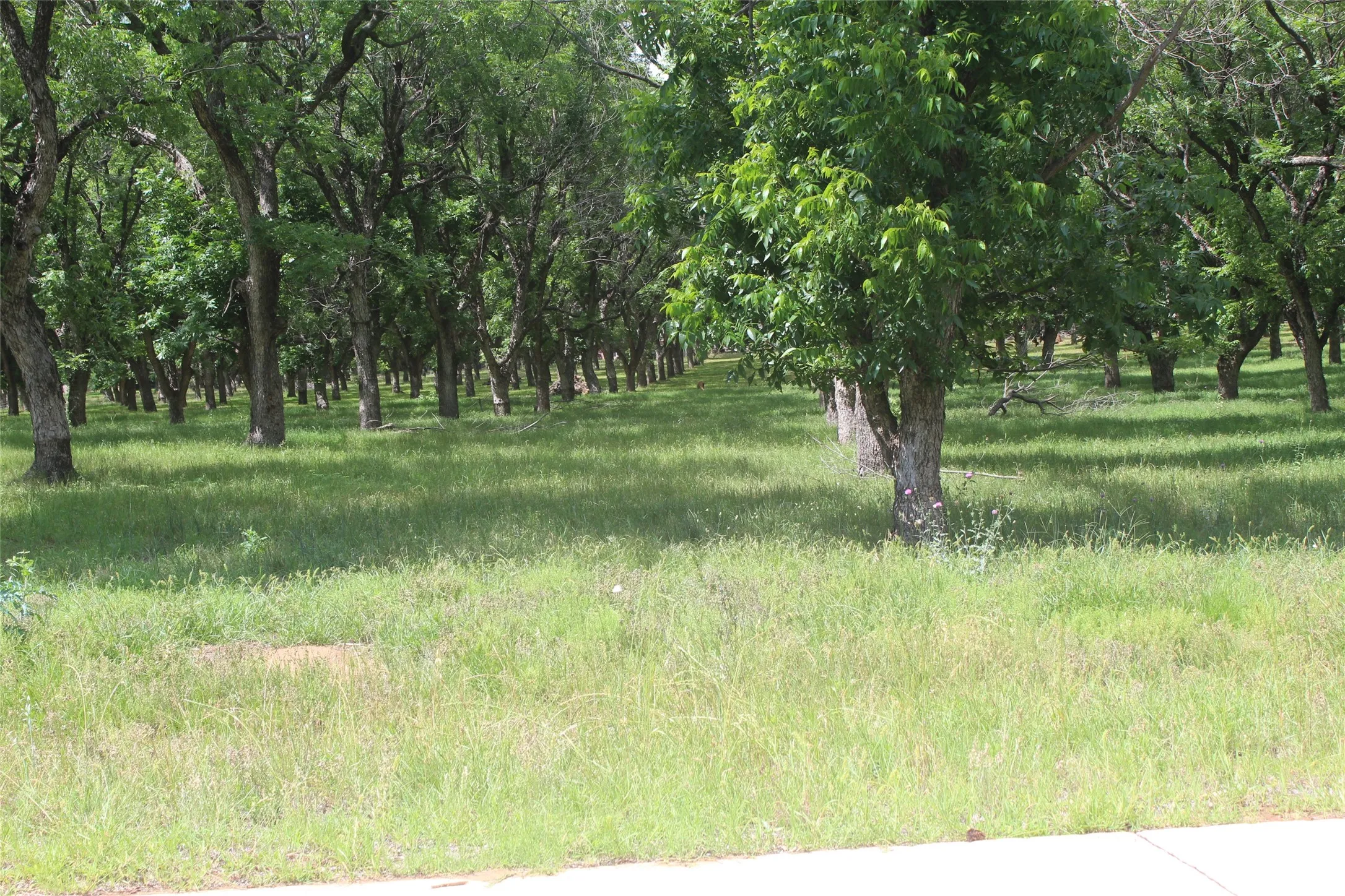 Improved Land For Sale in Johnson County , 200 Poco Bueno Court, Granbury, Texas 76049, 0, 0, Garage spaces, 0 Sqft, built in 0, Price $289,000, mls#21280621, Real Estate Agent in Granbury, Homes For Sale in Johnson county, Homes For Sale in Granbury, Realtor in Granbury Texas, Real Estate Brokerage Independent Realty Texas, Luminita Cordes Realtor