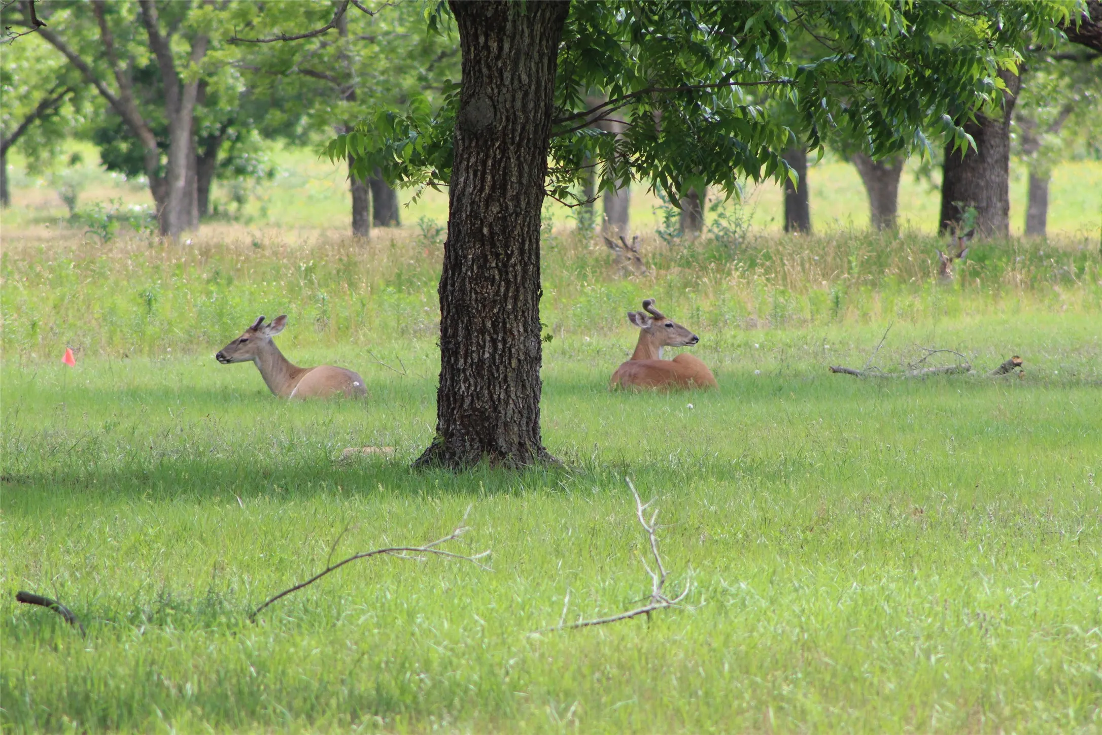 Improved Land For Sale in Johnson County , 200 Poco Bueno Court, Granbury, Texas 76049, 0, 0, Garage spaces, 0 Sqft, built in 0, Price $289,000, mls#21280621, Real Estate Agent in Granbury, Homes For Sale in Johnson county, Homes For Sale in Granbury, Realtor in Granbury Texas, Real Estate Brokerage Independent Realty Texas, Luminita Cordes Realtor
