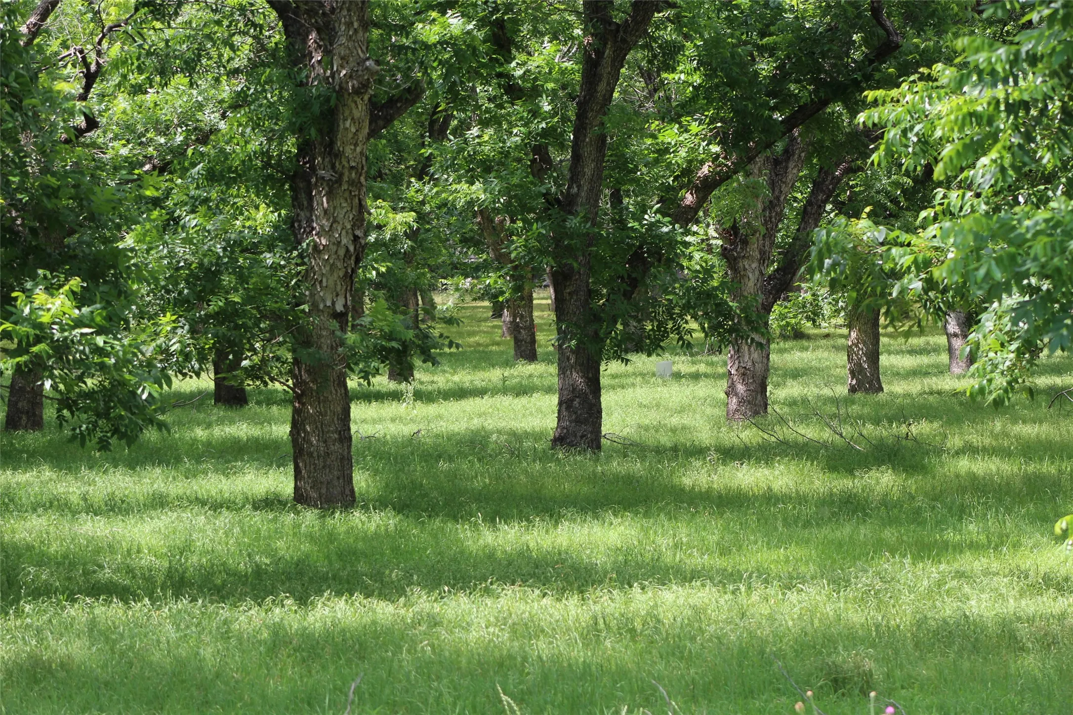 Improved Land For Sale in Johnson County , 200 Poco Bueno Court, Granbury, Texas 76049, 0, 0, Garage spaces, 0 Sqft, built in 0, Price $289,000, mls#21280621, Real Estate Agent in Granbury, Homes For Sale in Johnson county, Homes For Sale in Granbury, Realtor in Granbury Texas, Real Estate Brokerage Independent Realty Texas, Luminita Cordes Realtor