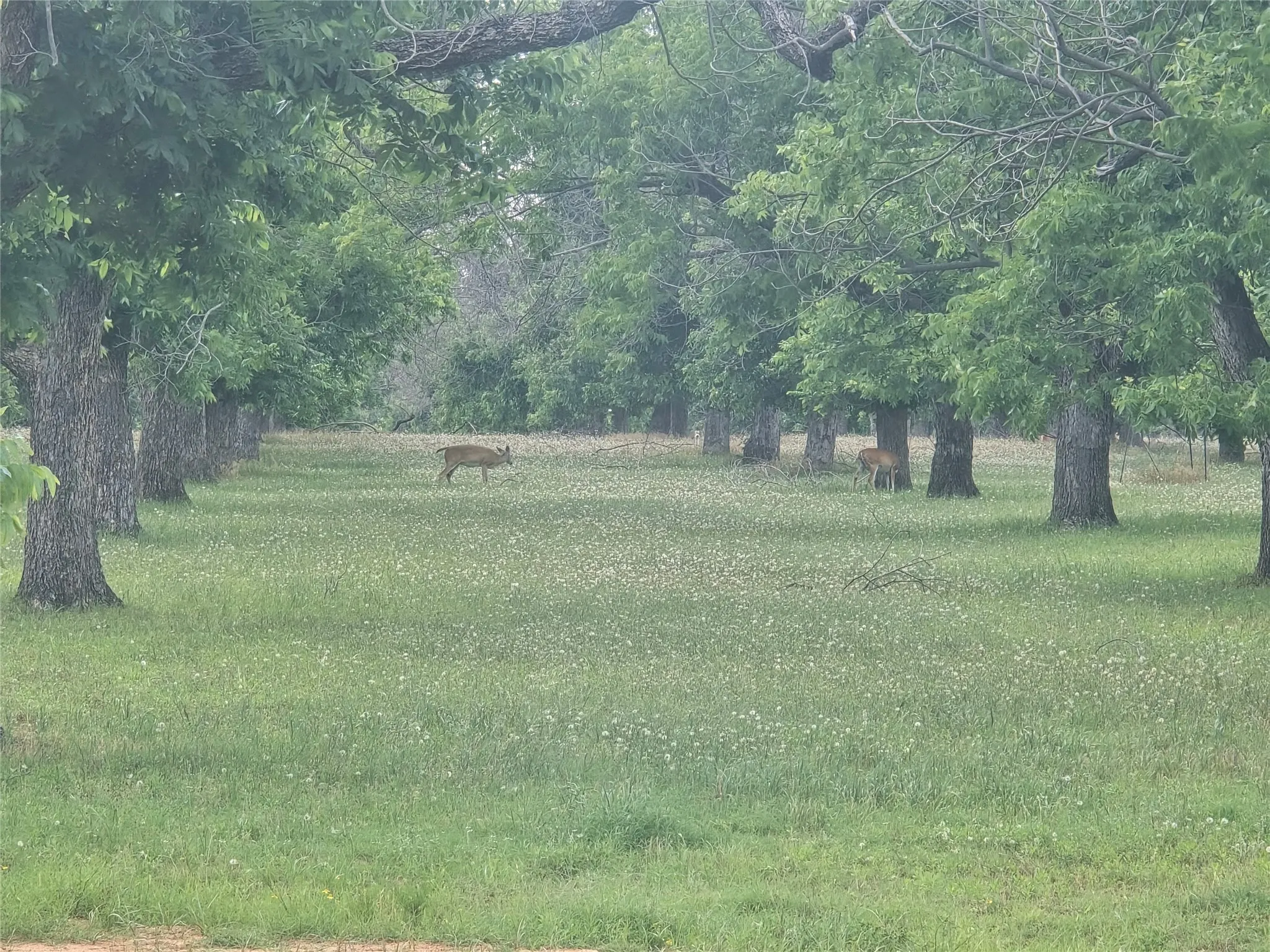 Improved Land For Sale in Hood County , 8317 W Landings Road, Granbury, Texas 76049, 0, 0, Garage spaces, 0 Sqft, built in 0, mls#21281223, Real Estate Agent in Granbury, Homes For Sale in Hood county, Homes For Sale in Granbury, Realtor in Granbury Texas, Real Estate Brokerage Independent Realty Texas, Luminita Cordes Realtor