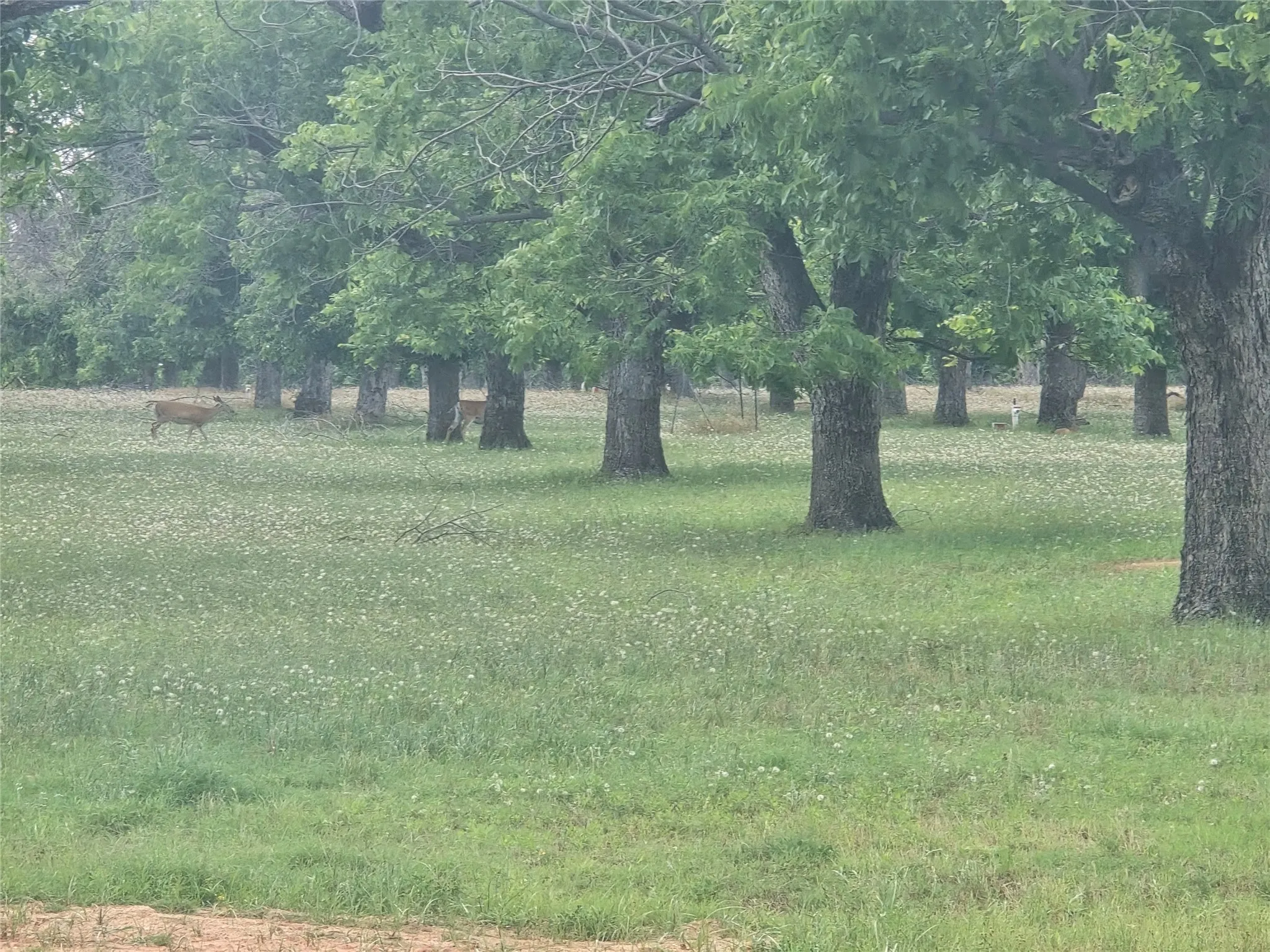 Improved Land For Sale in Hood County , 8317 W Landings Road, Granbury, Texas 76049, 0, 0, Garage spaces, 0 Sqft, built in 0, mls#21281223, Real Estate Agent in Granbury, Homes For Sale in Hood county, Homes For Sale in Granbury, Realtor in Granbury Texas, Real Estate Brokerage Independent Realty Texas, Luminita Cordes Realtor